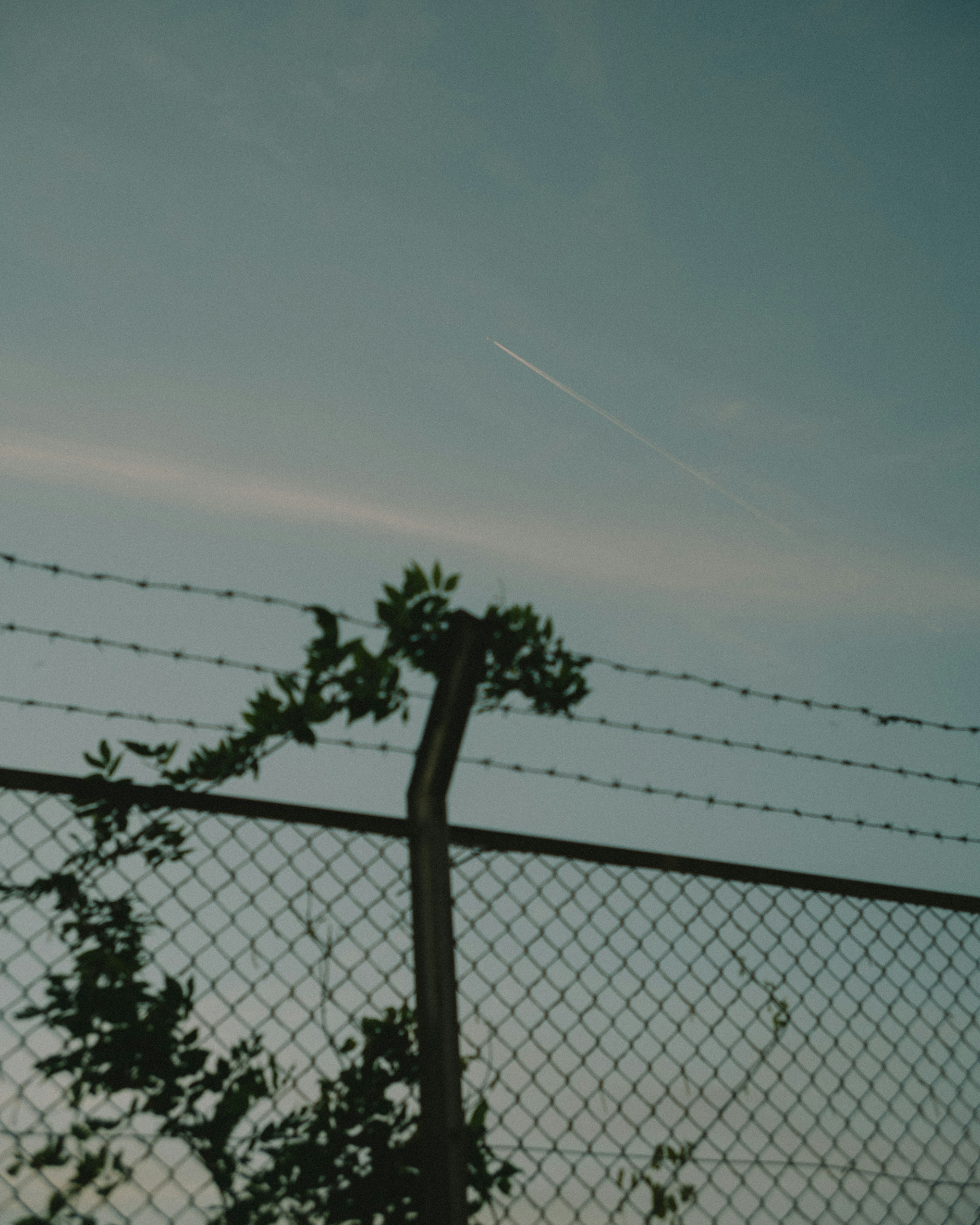 Plant climbing a fence under a blue sky with a contrail