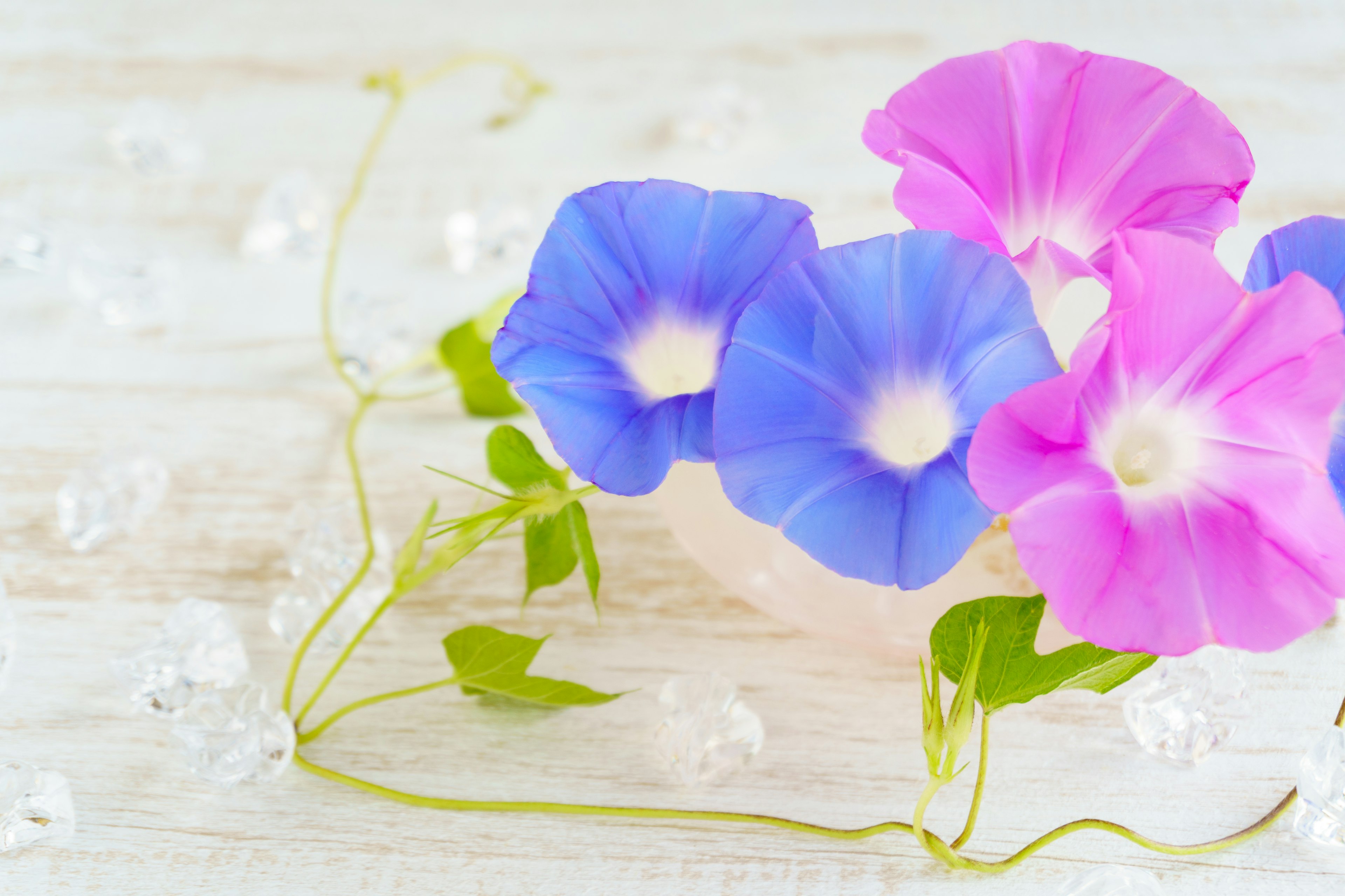 Blue and pink morning glory flowers with green vines arranged on a light wooden background