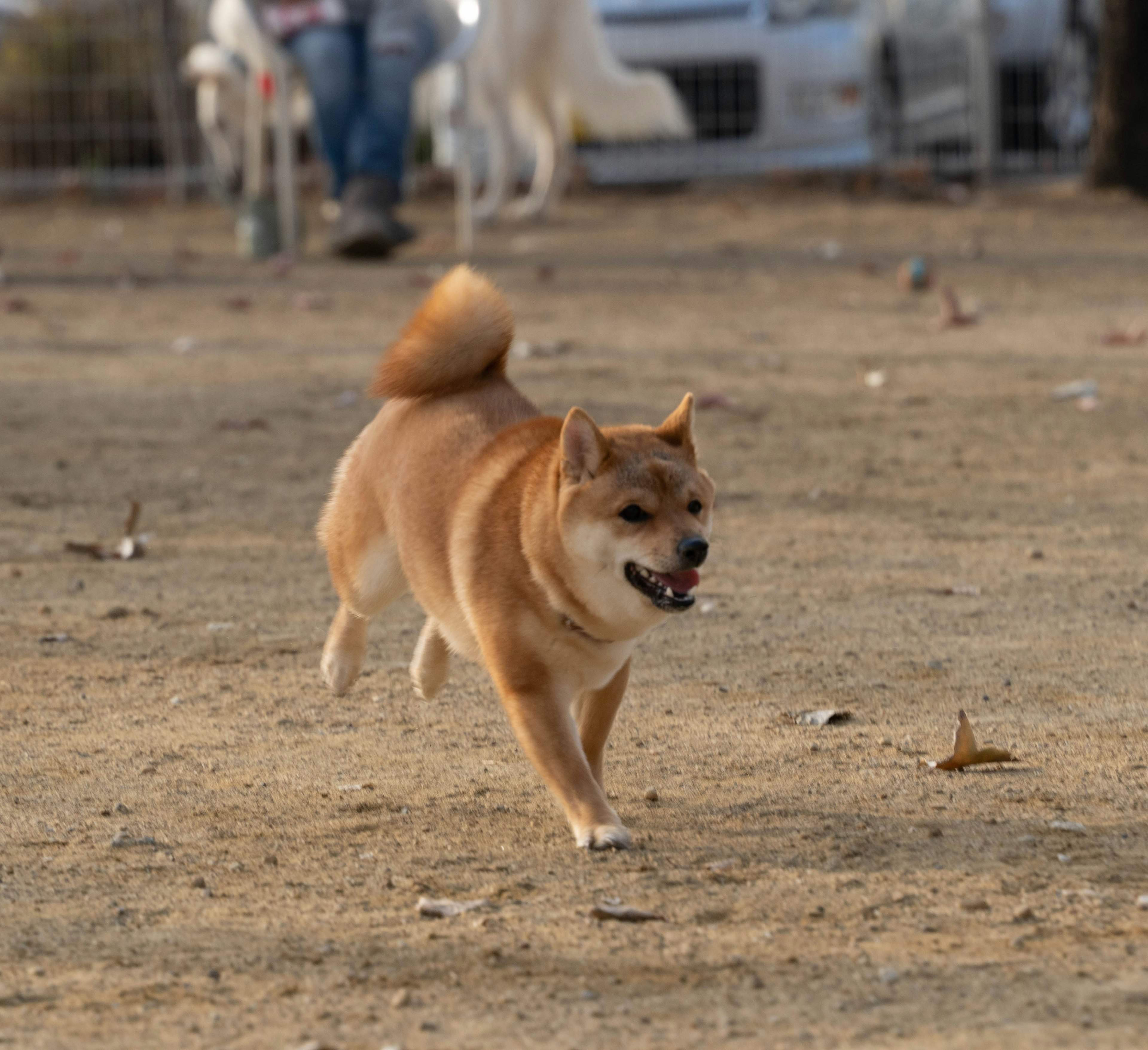 Un Shiba Inu marrone che corre felicemente in un parco