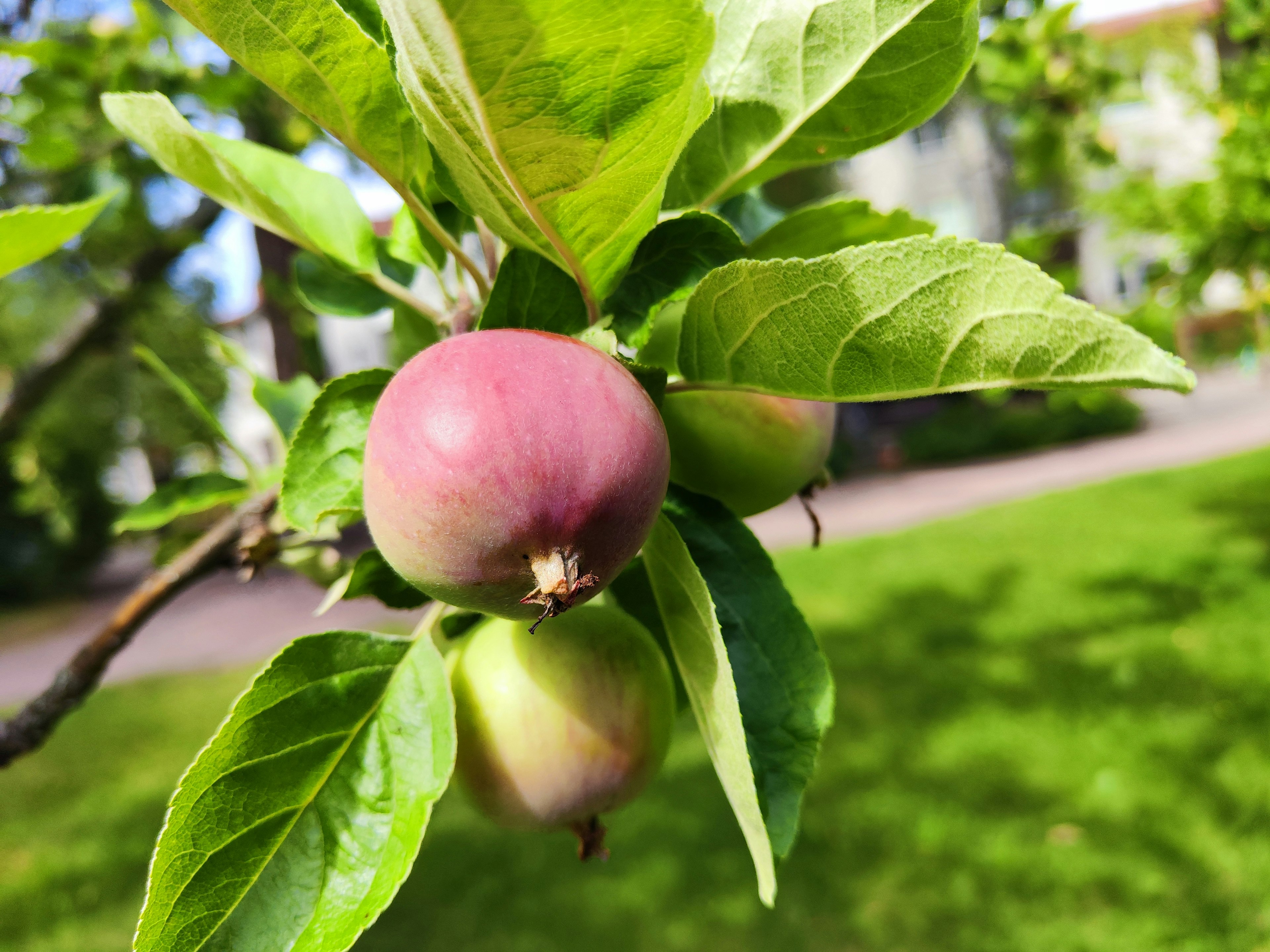 Ripening pinkish apple and green apples among lush green leaves