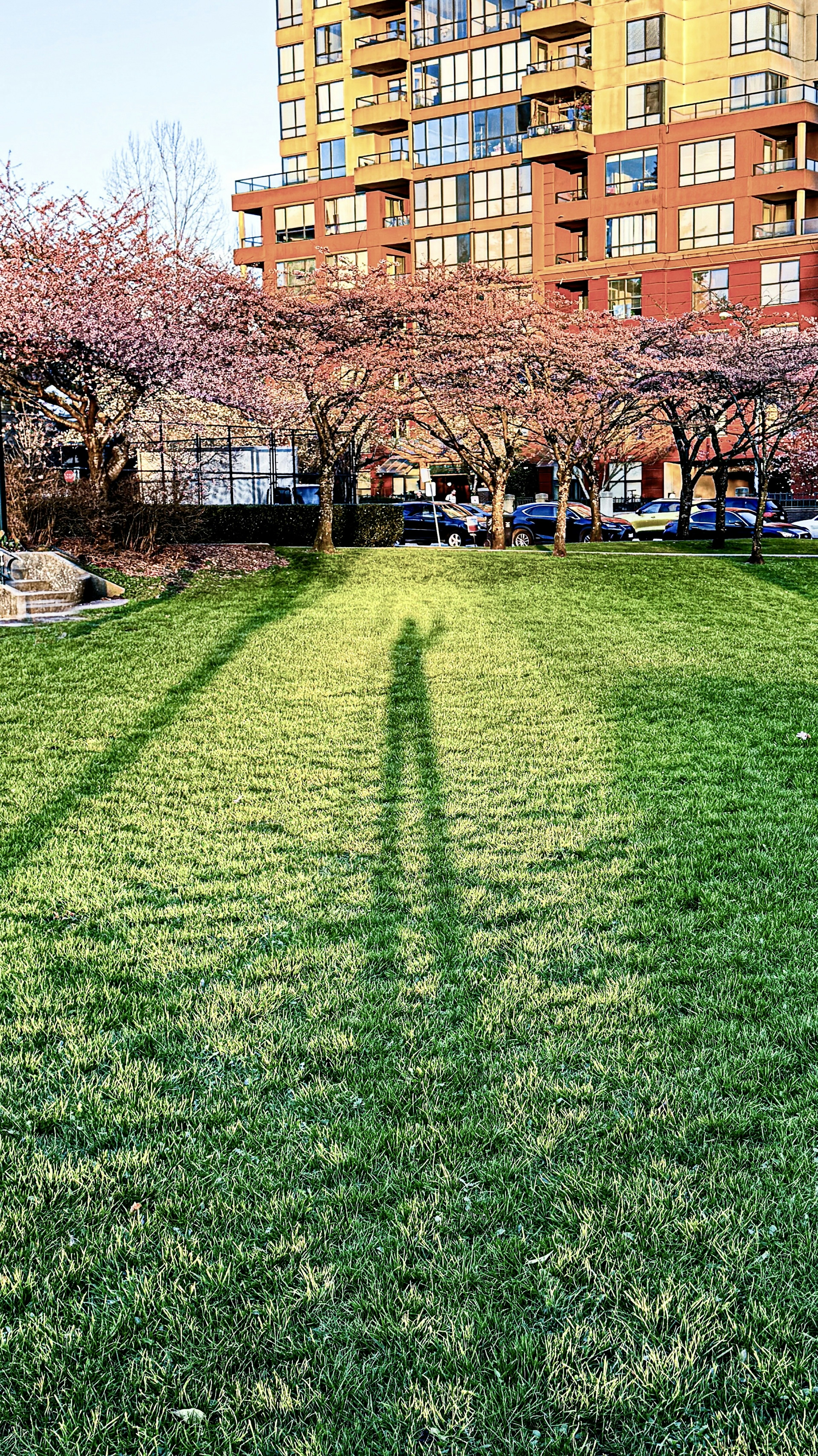 Long shadow on green grass with cherry blossom trees and a high-rise building