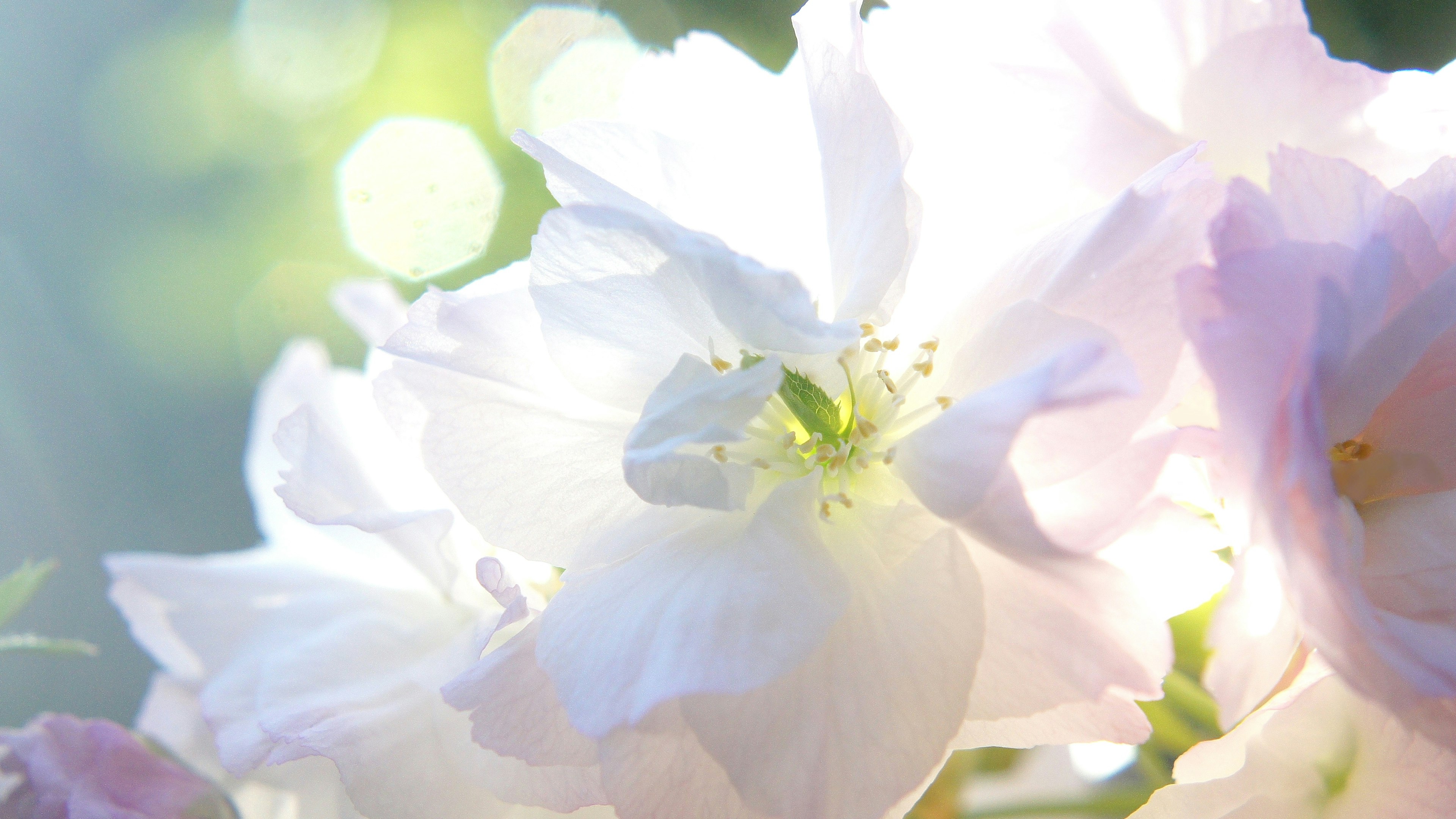 淡い色合いの花のクローズアップ 背景はぼかしがかかっている