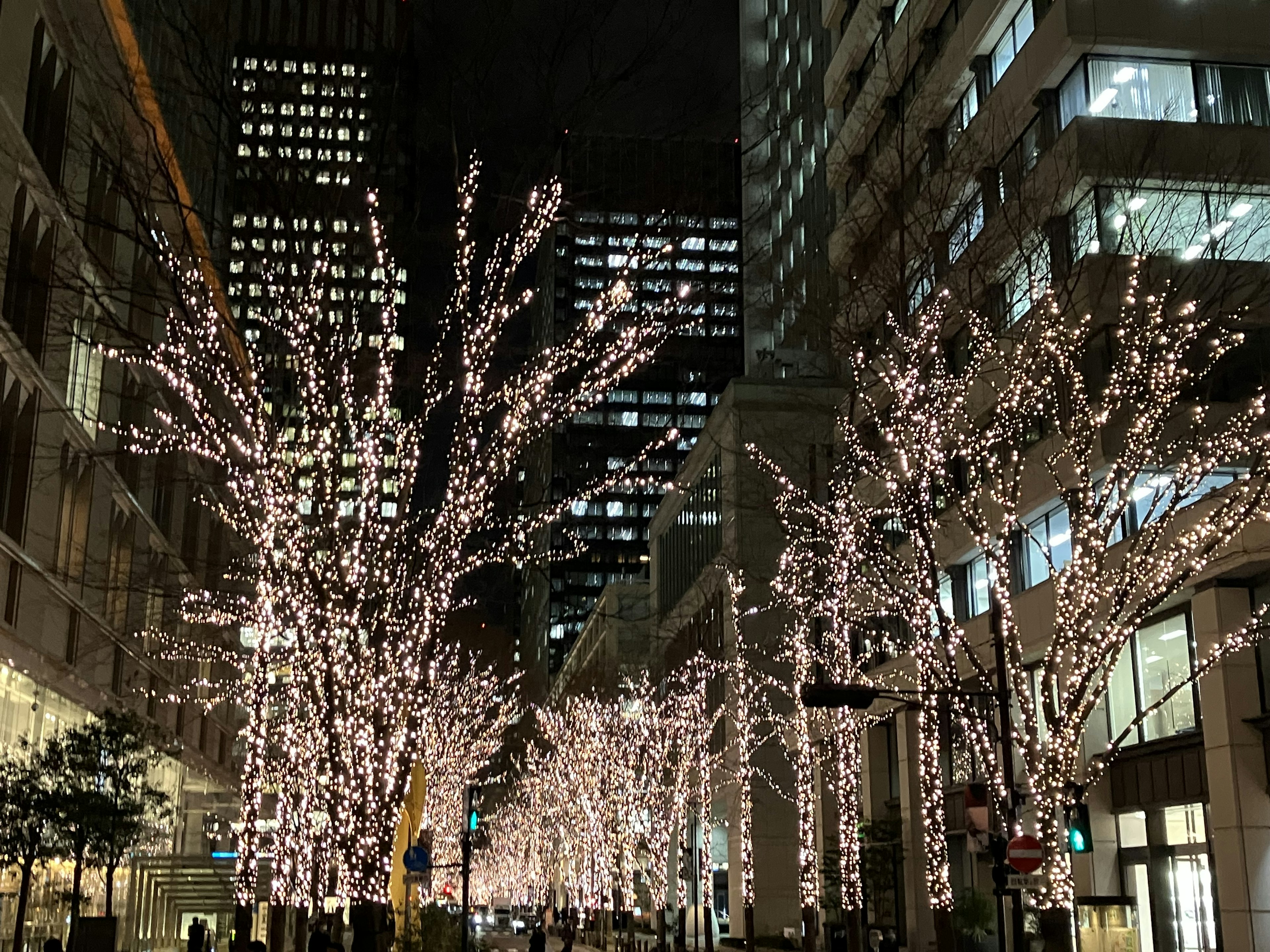 Illuminated trees lining a city street at night