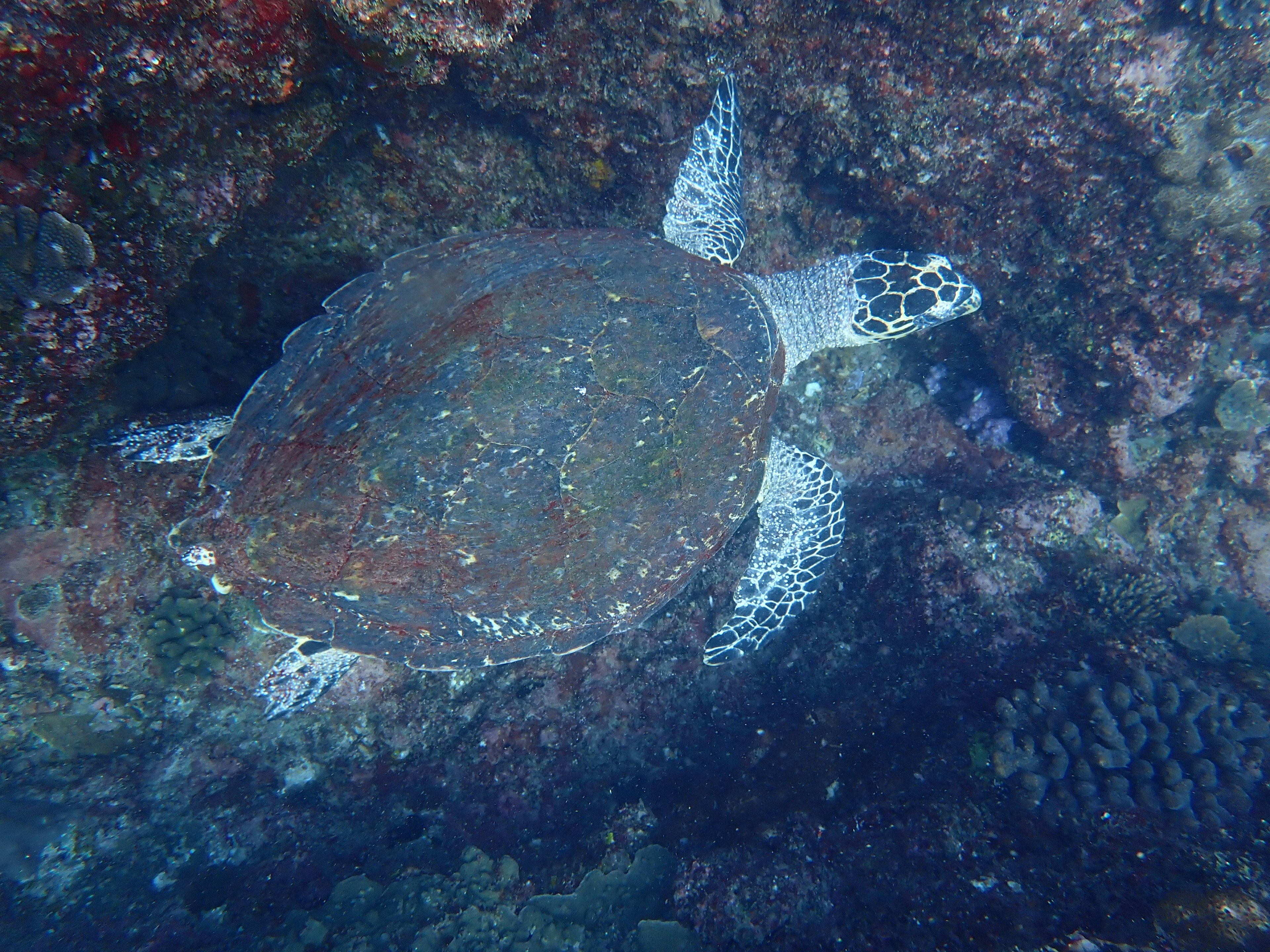 A sea turtle swimming among rocks