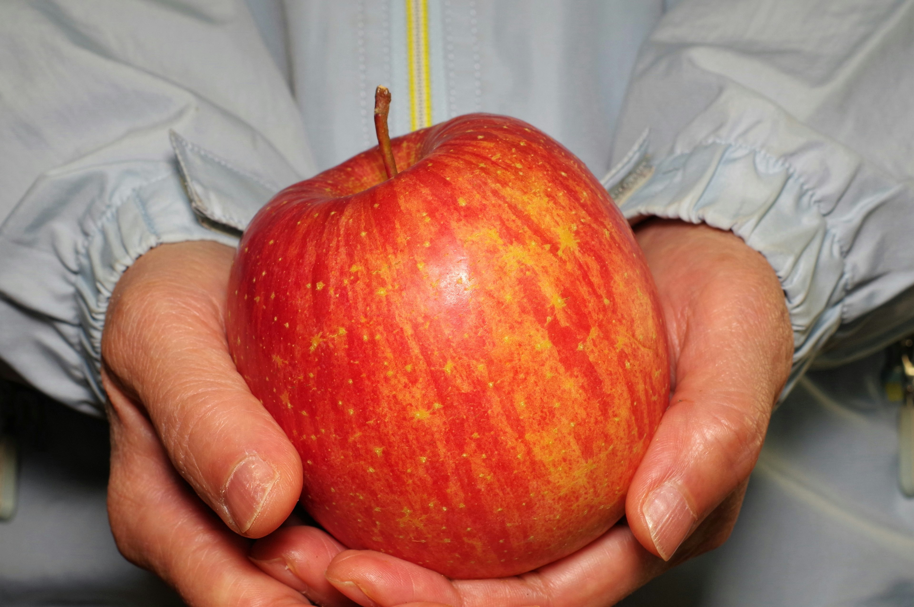 Manos sosteniendo una manzana roja brillante