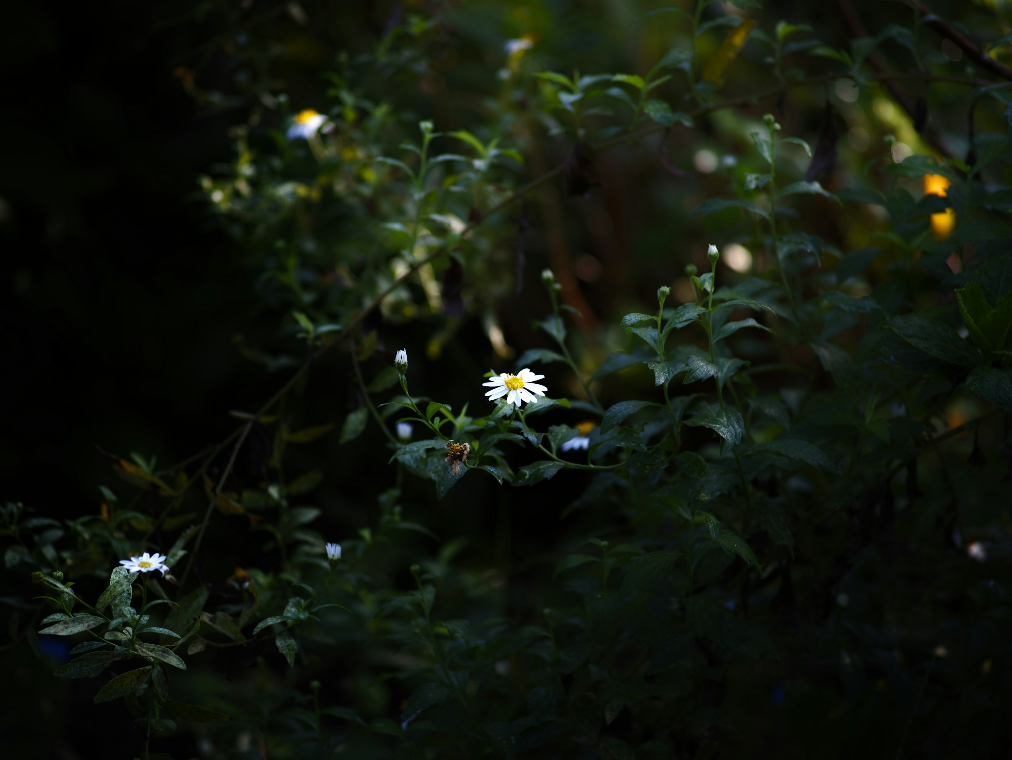 Une fleur blanche brillant dans un fond sombre entourée de feuilles vertes