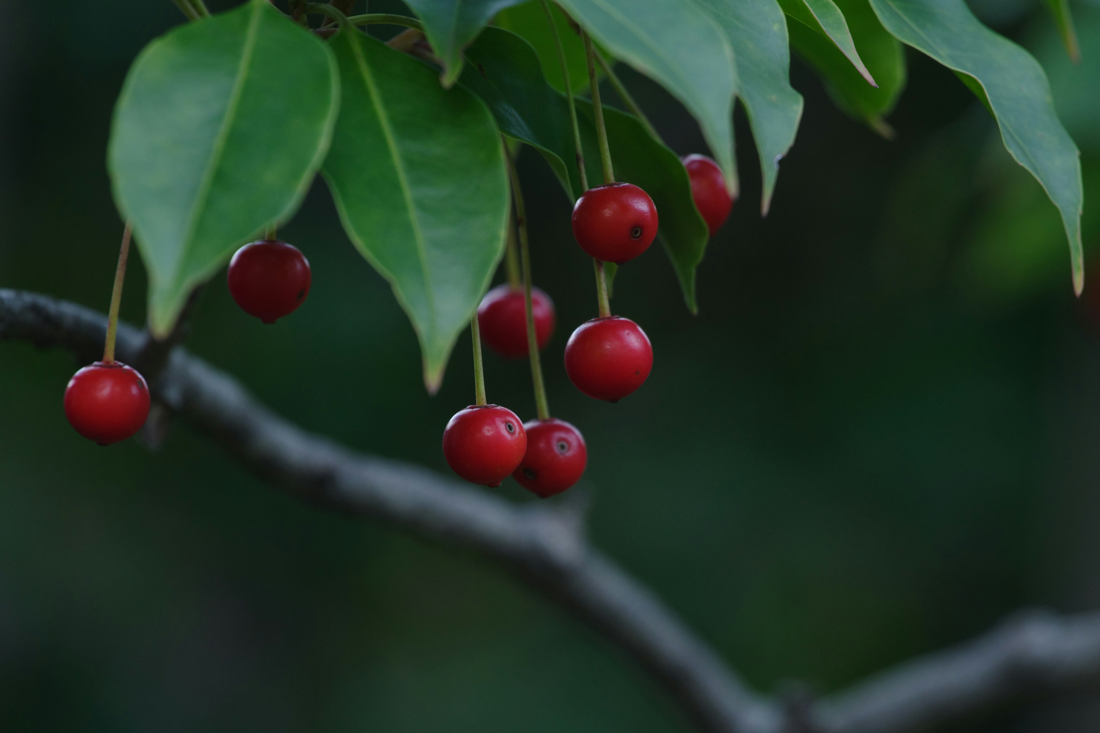 Rote Beeren hängen an einem Zweig zwischen grünen Blättern