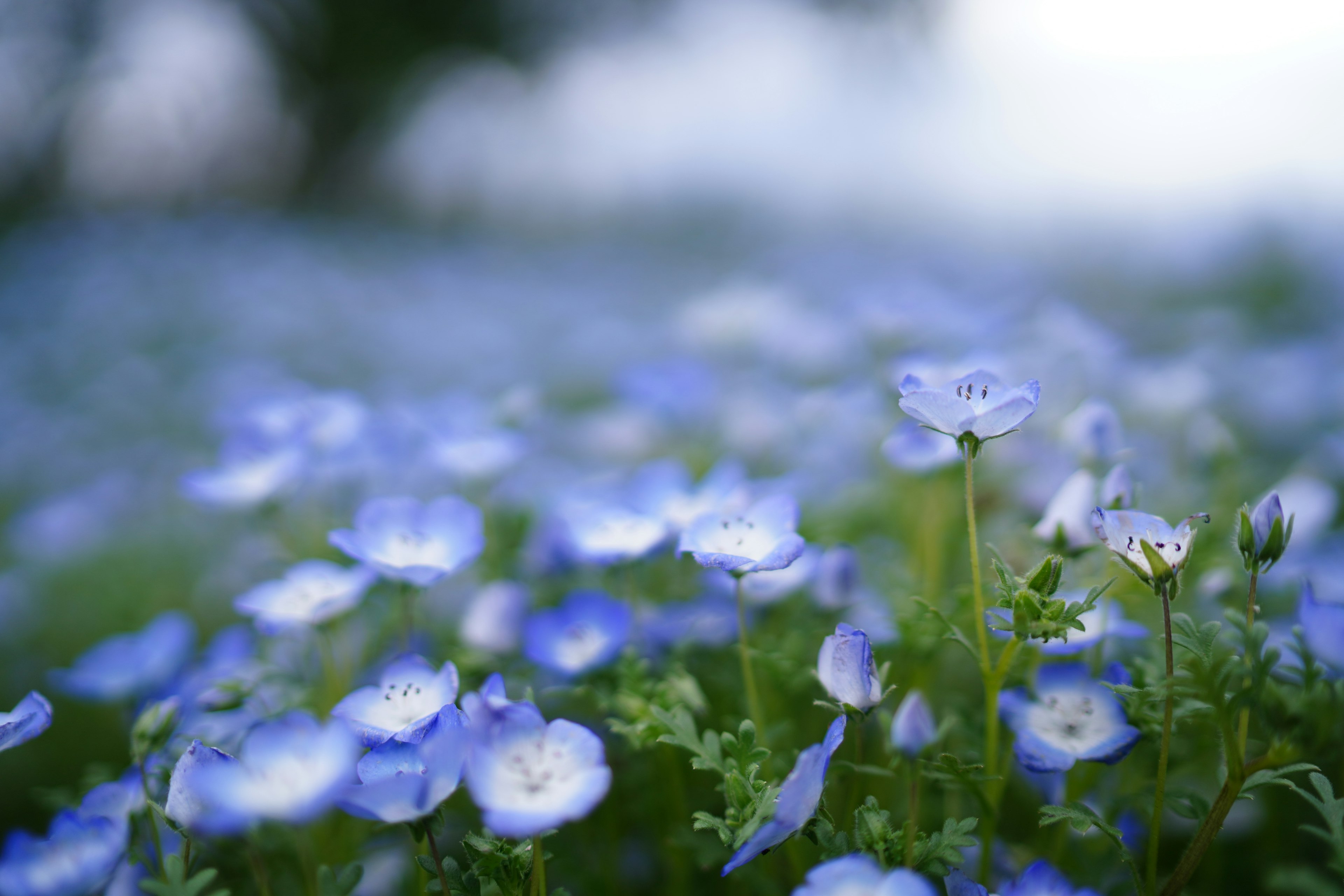 青い花々が広がる風景で柔らかい光が当たる