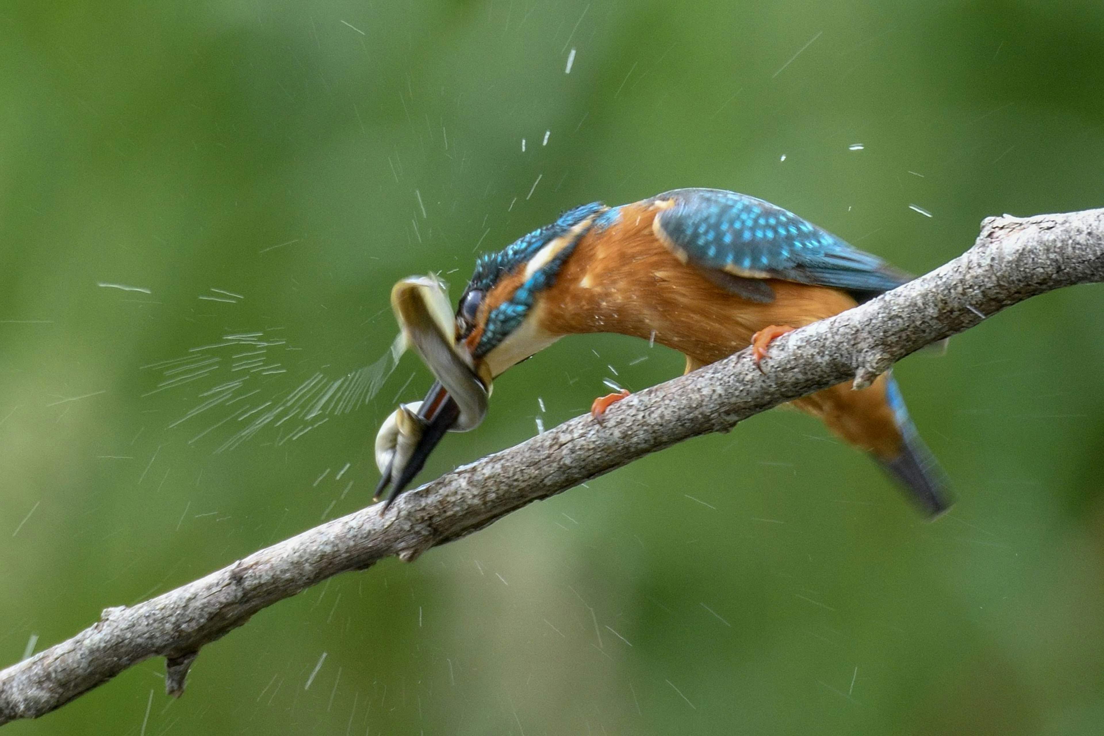 Un martin-pêcheur attrapant un poisson sur une branche avec un arrière-plan vert montrant des plumes vibrantes bleues et orange