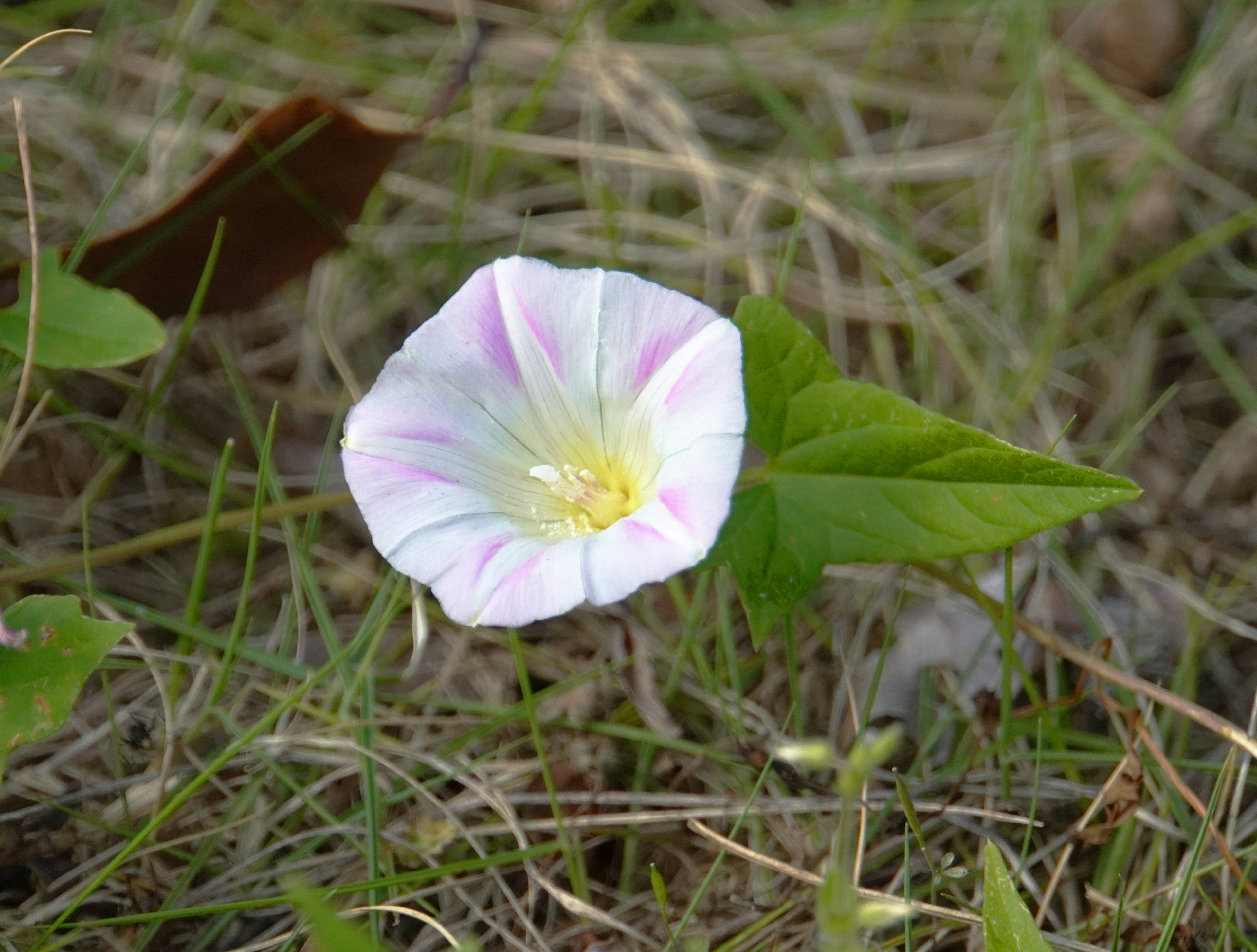 Kleine Blume mit weißen und rosa Blütenblättern und grünen Blättern