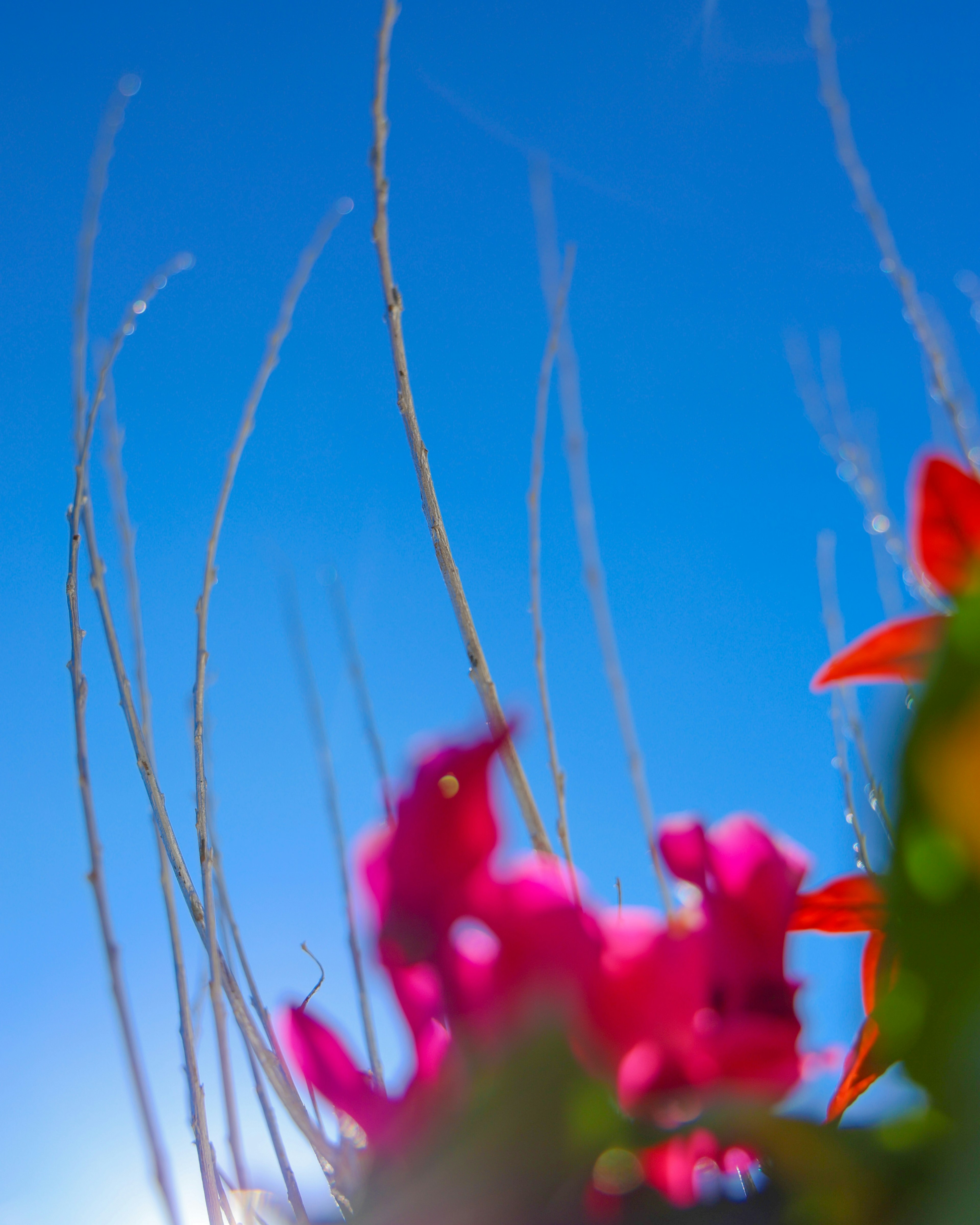 青空の下に咲く鮮やかな花々と細い枝