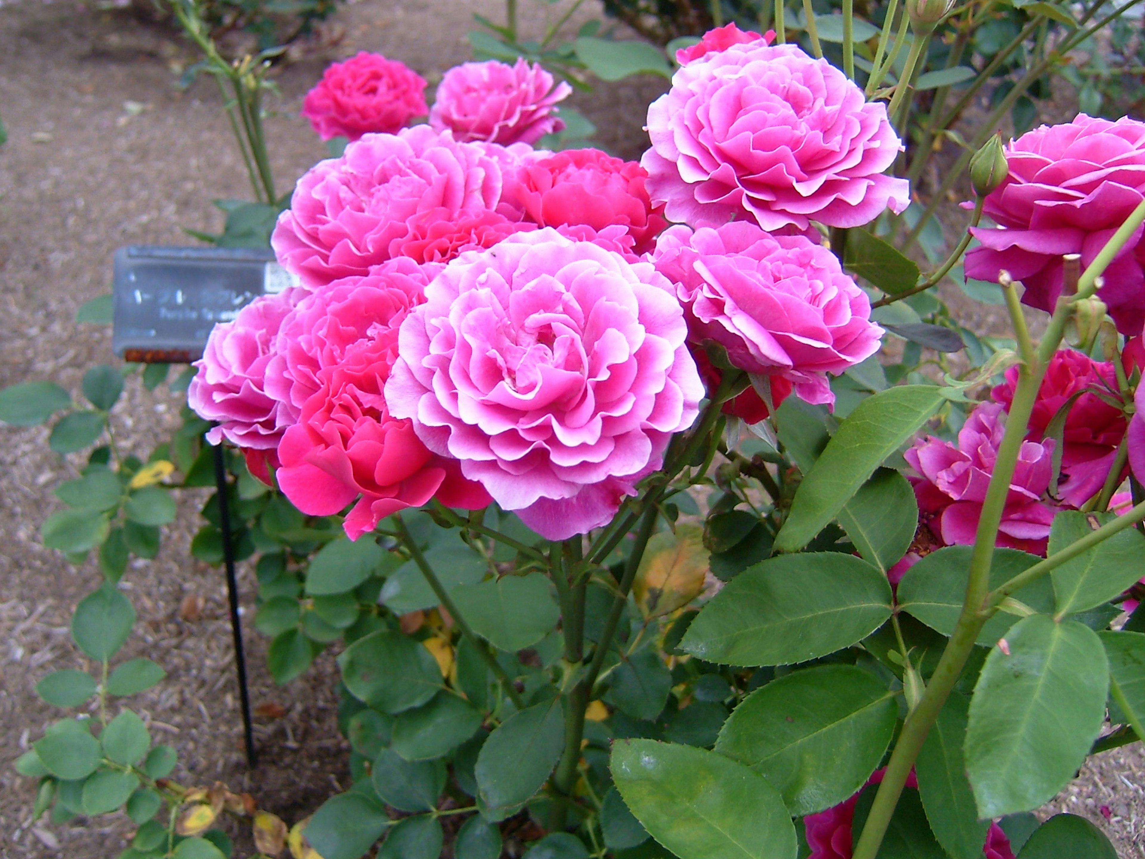 Un groupe vibrant de roses roses fleurissant dans un jardin