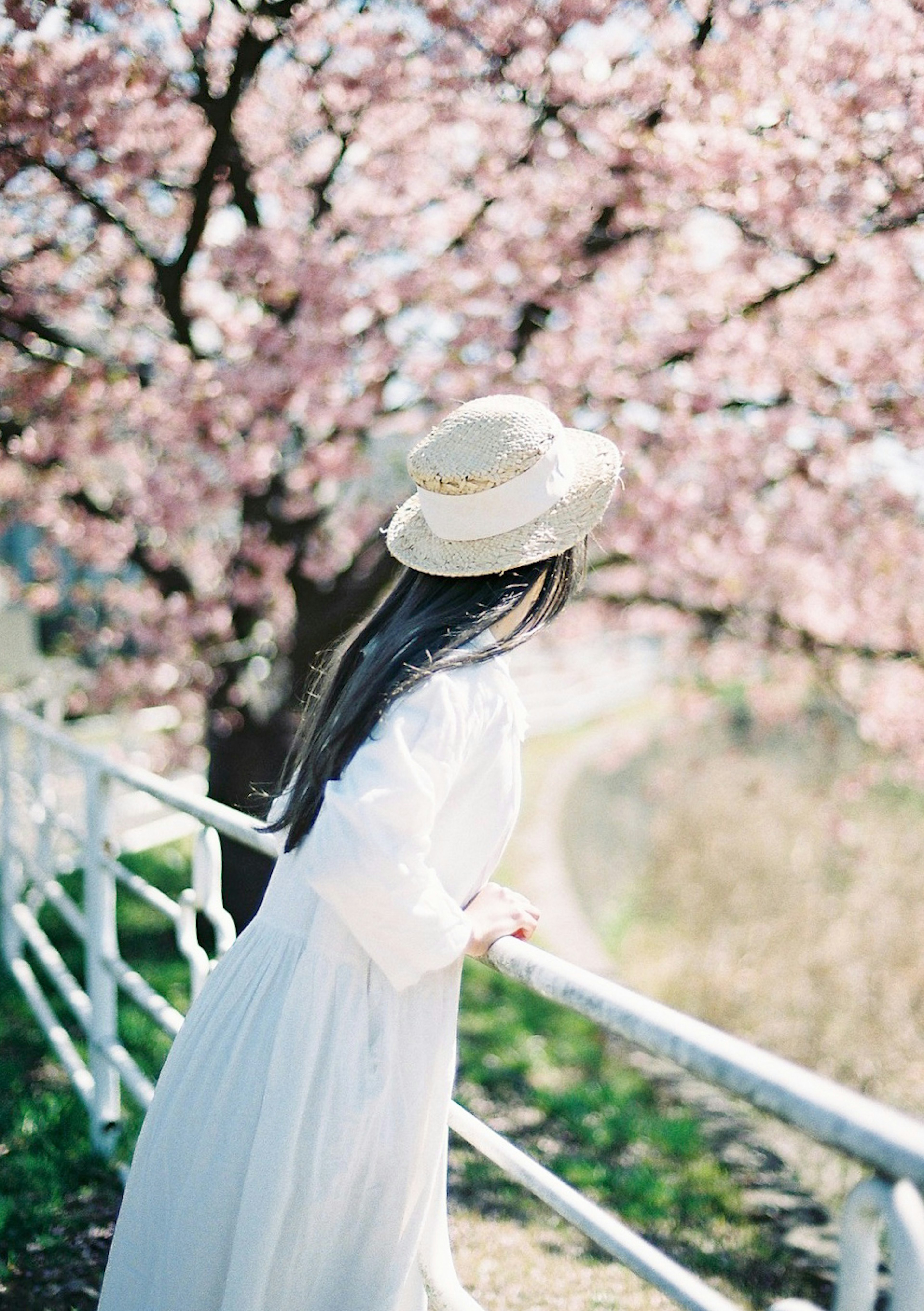 桜の木の前で白いドレスを着た女性が帽子をかぶり、景色を眺めている風景