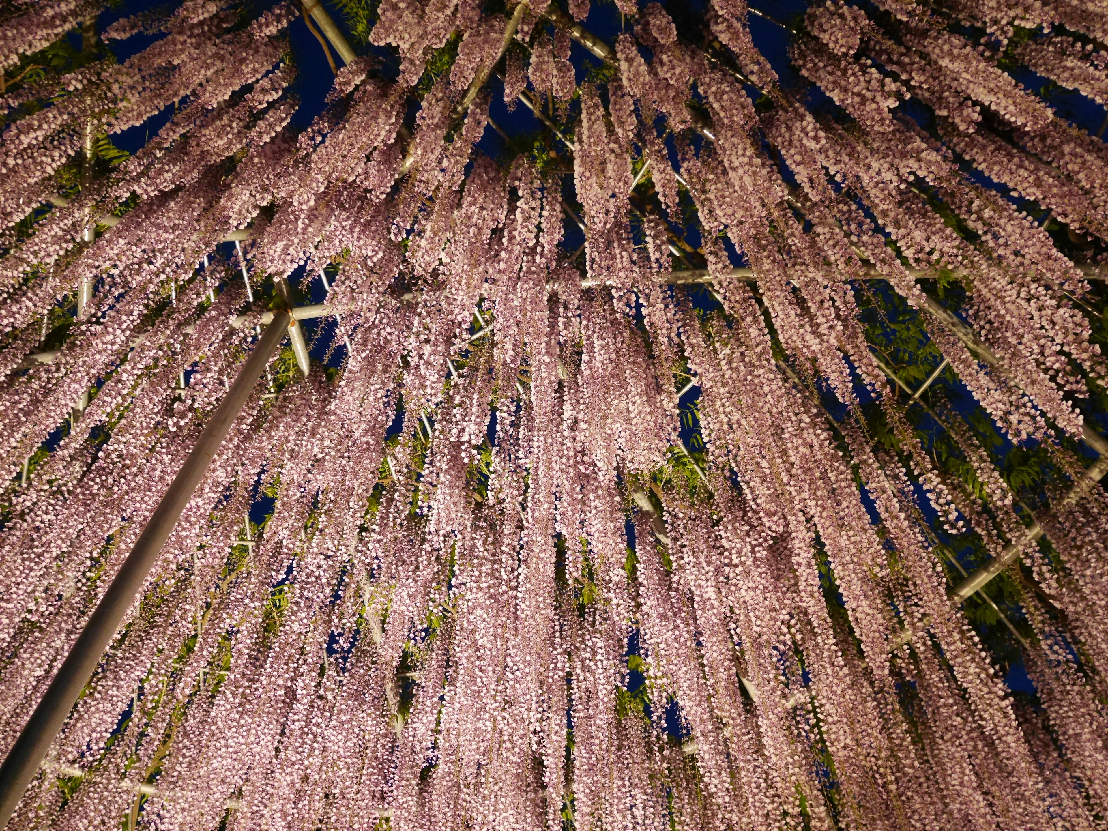 Beautiful view of cascading purple flowers