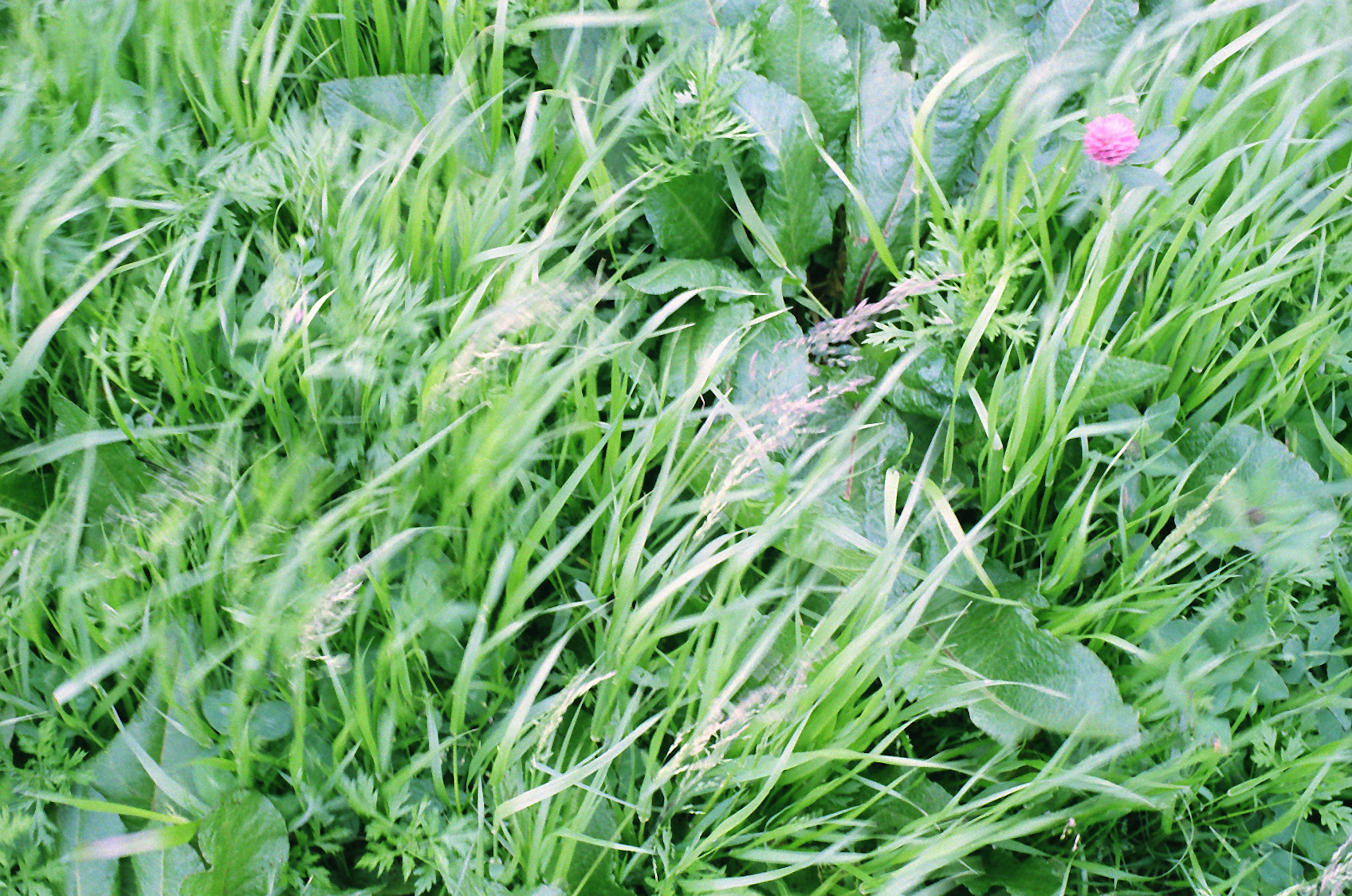 Primo piano di erba verde lussureggiante e foglie a terra