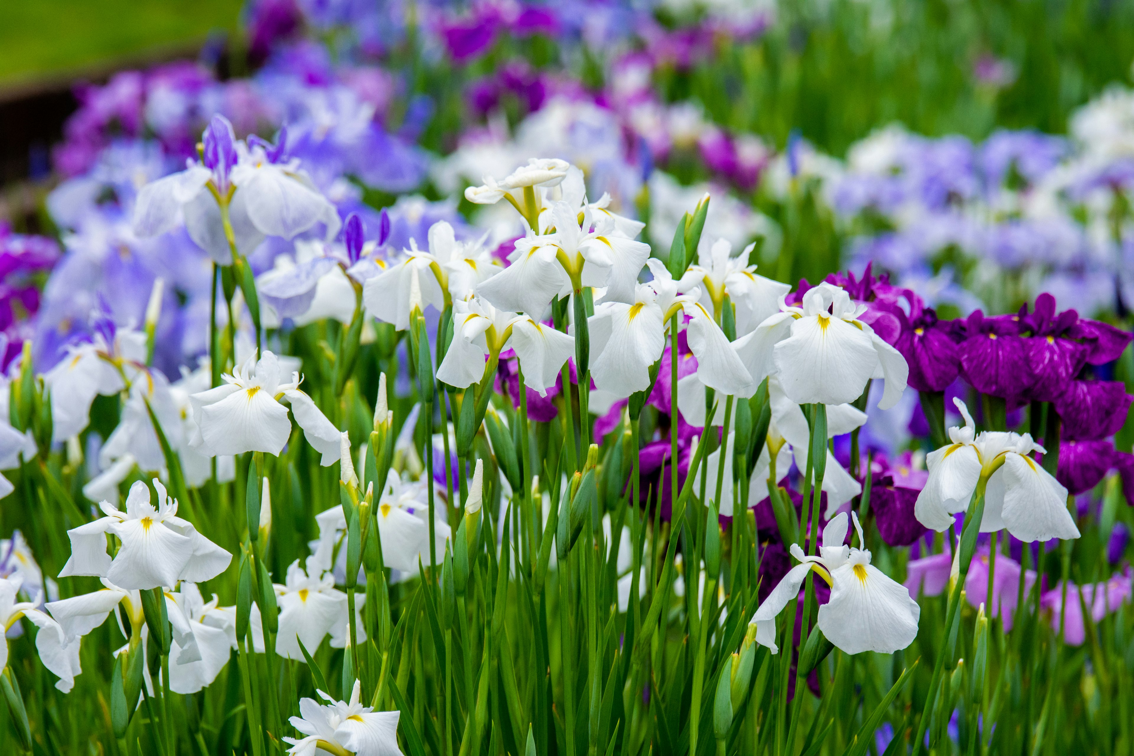 Un bellissimo gruppo di iris con fiori bianchi e viola