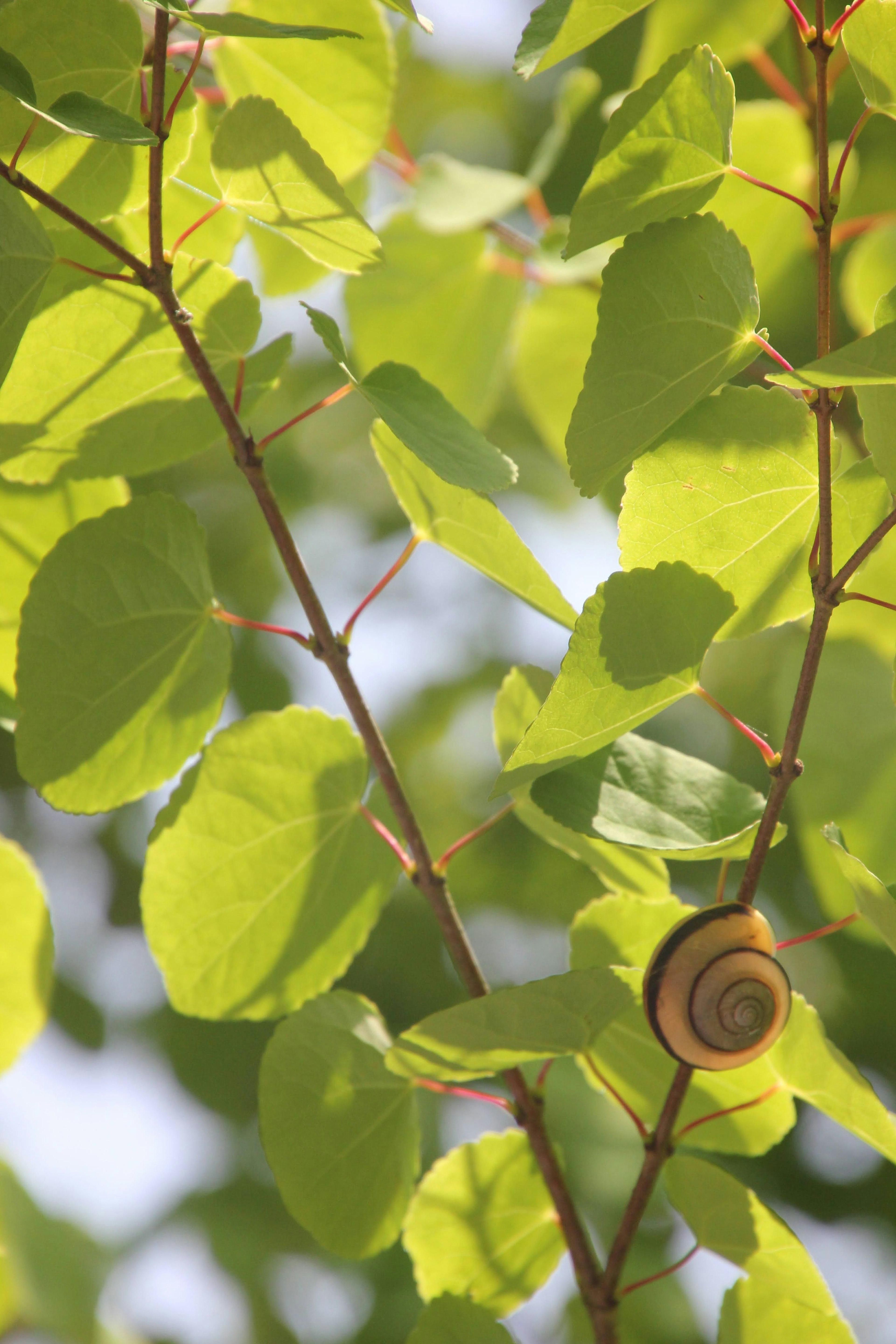 Daun hijau di cabang dengan seekor siput