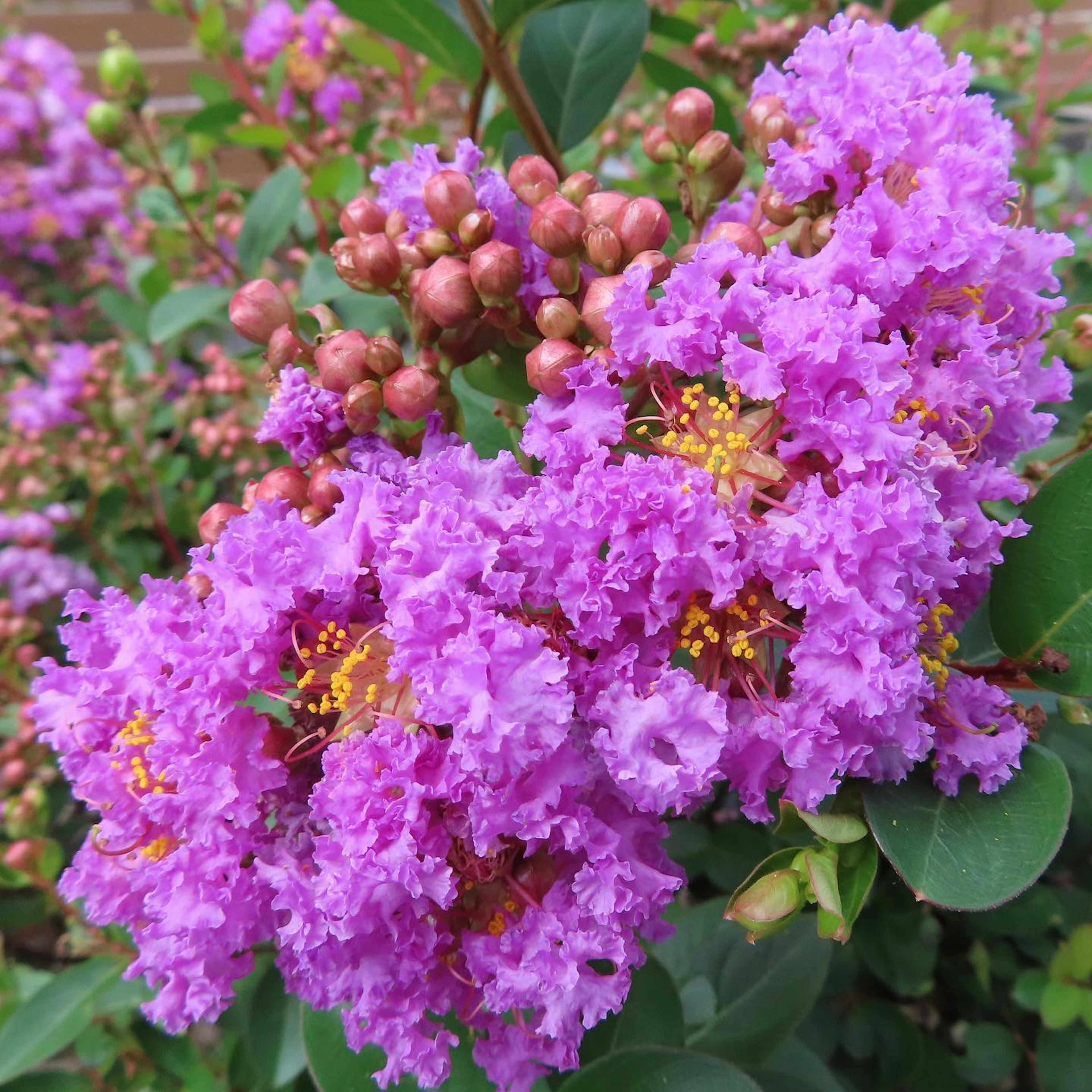 Racimos de flores moradas vibrantes en una planta de Mirtillo Crepe