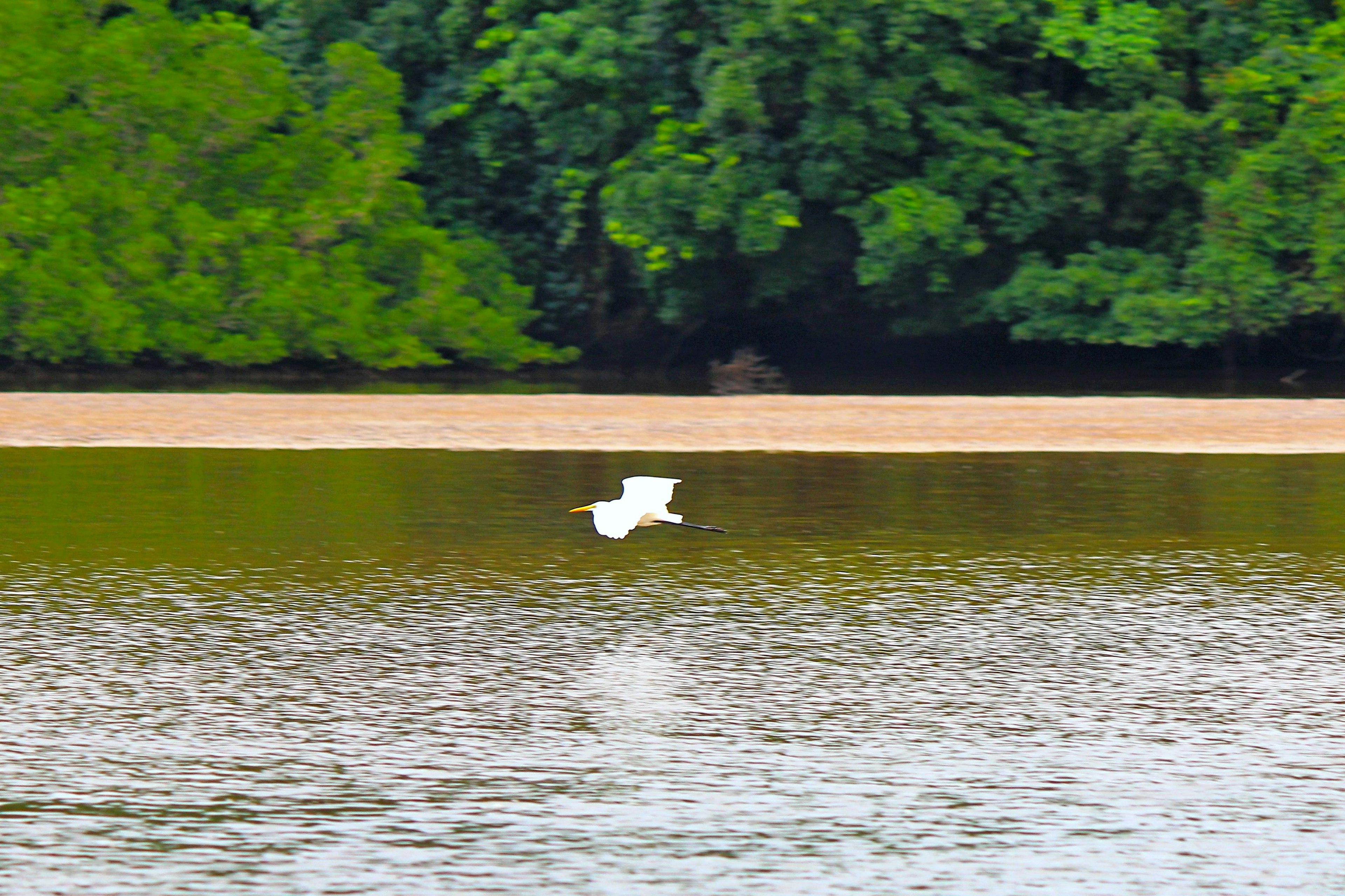 Un ave blanca volando sobre el agua con un fondo verde