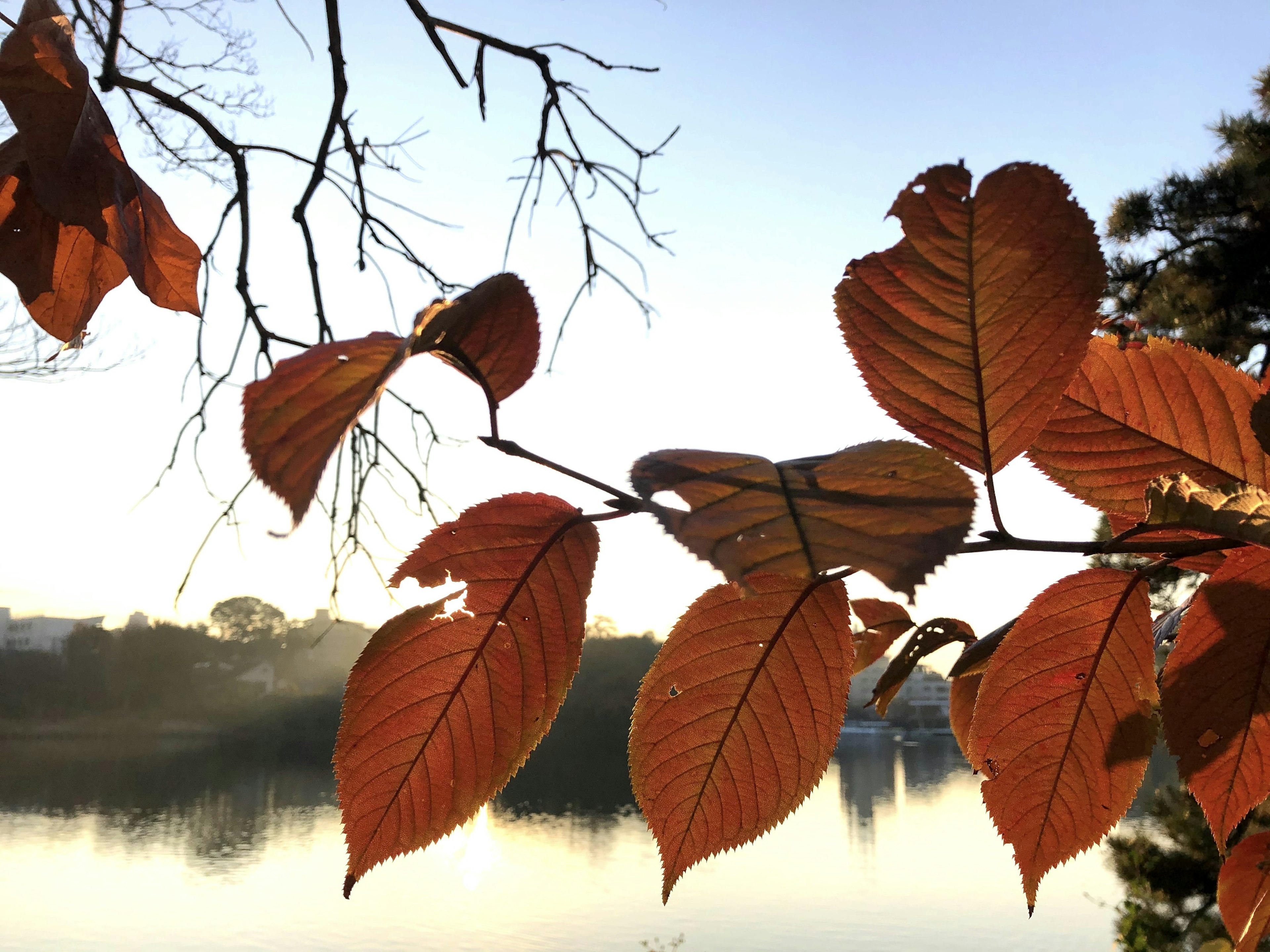 Autumn leaves reflecting on a tranquil lake