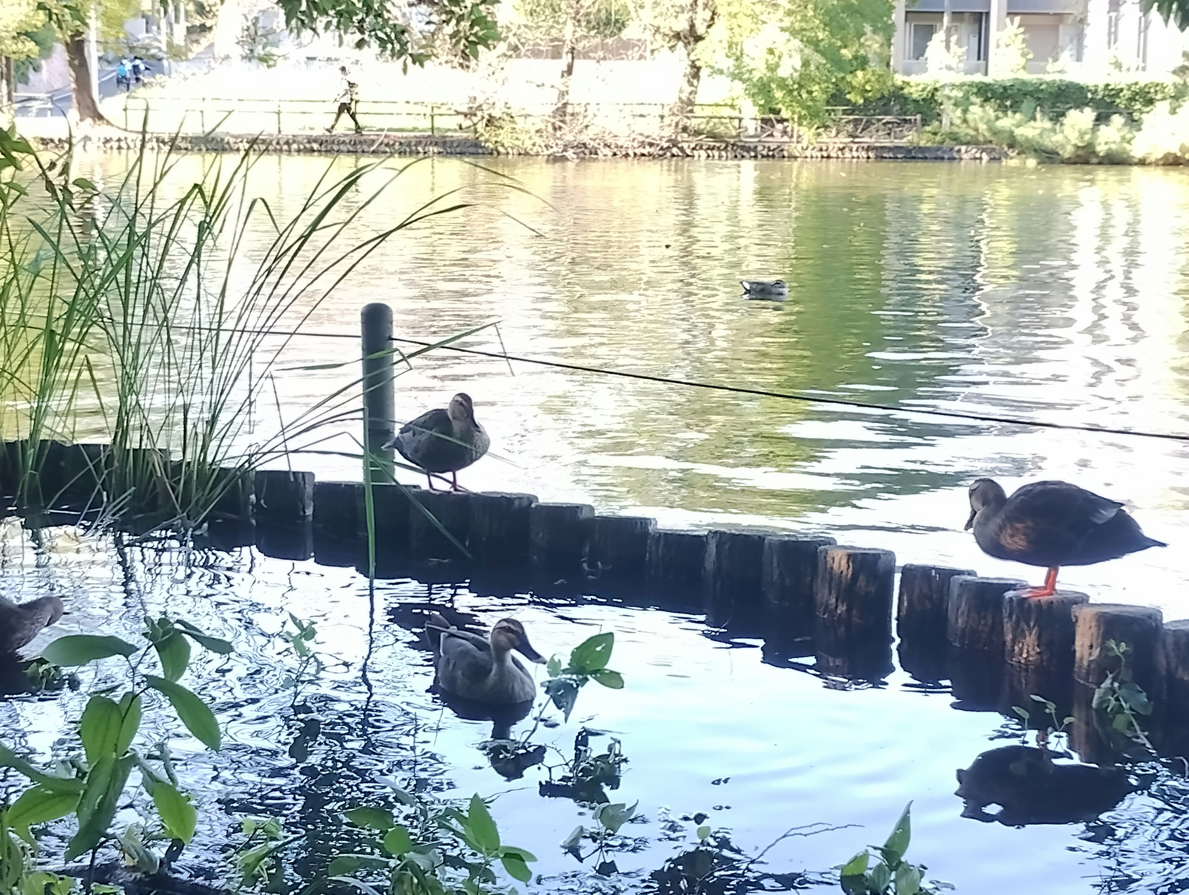 Patos descansando junto al estanque con superficie de agua tranquila