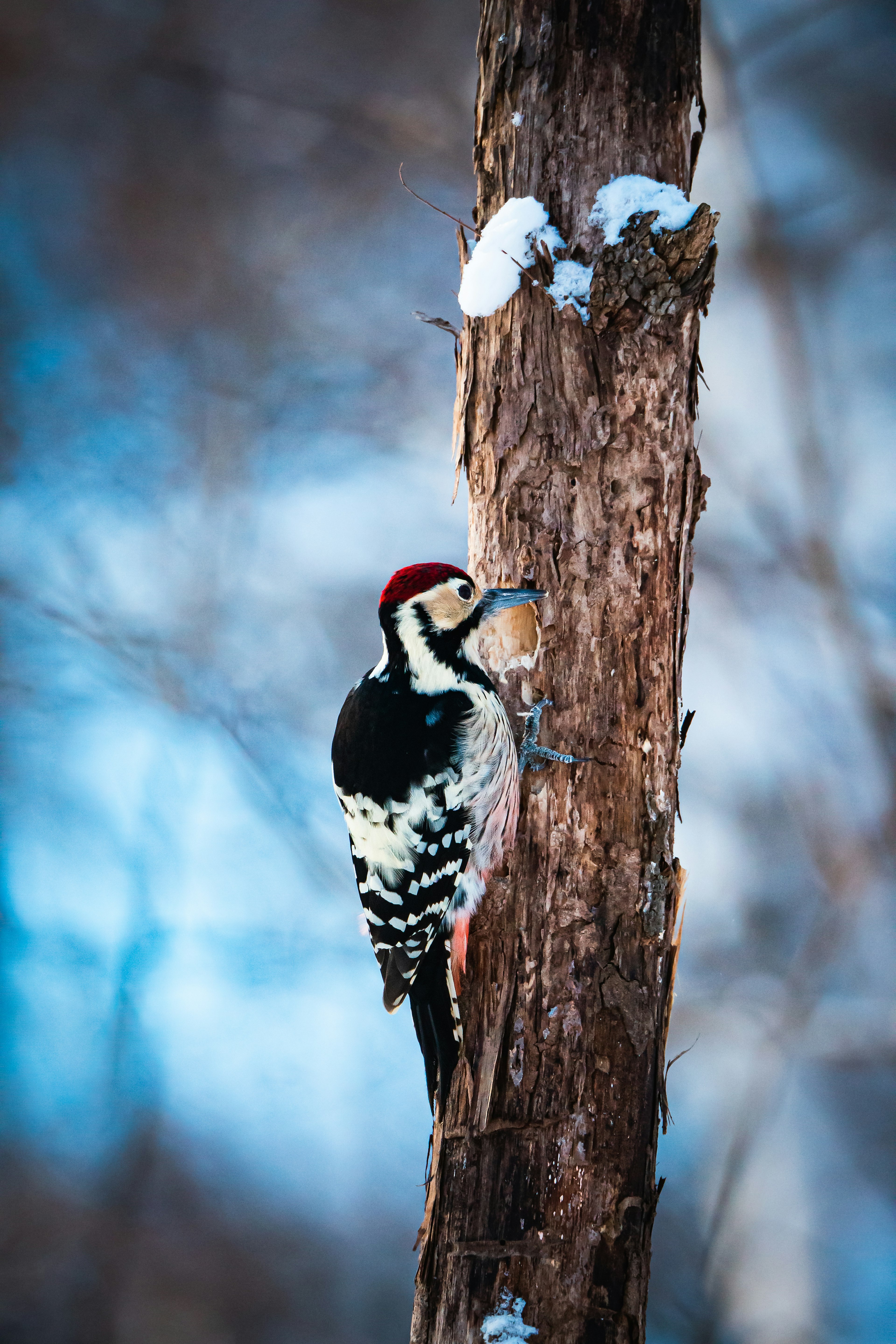 Woodpecker perched on a snowy tree