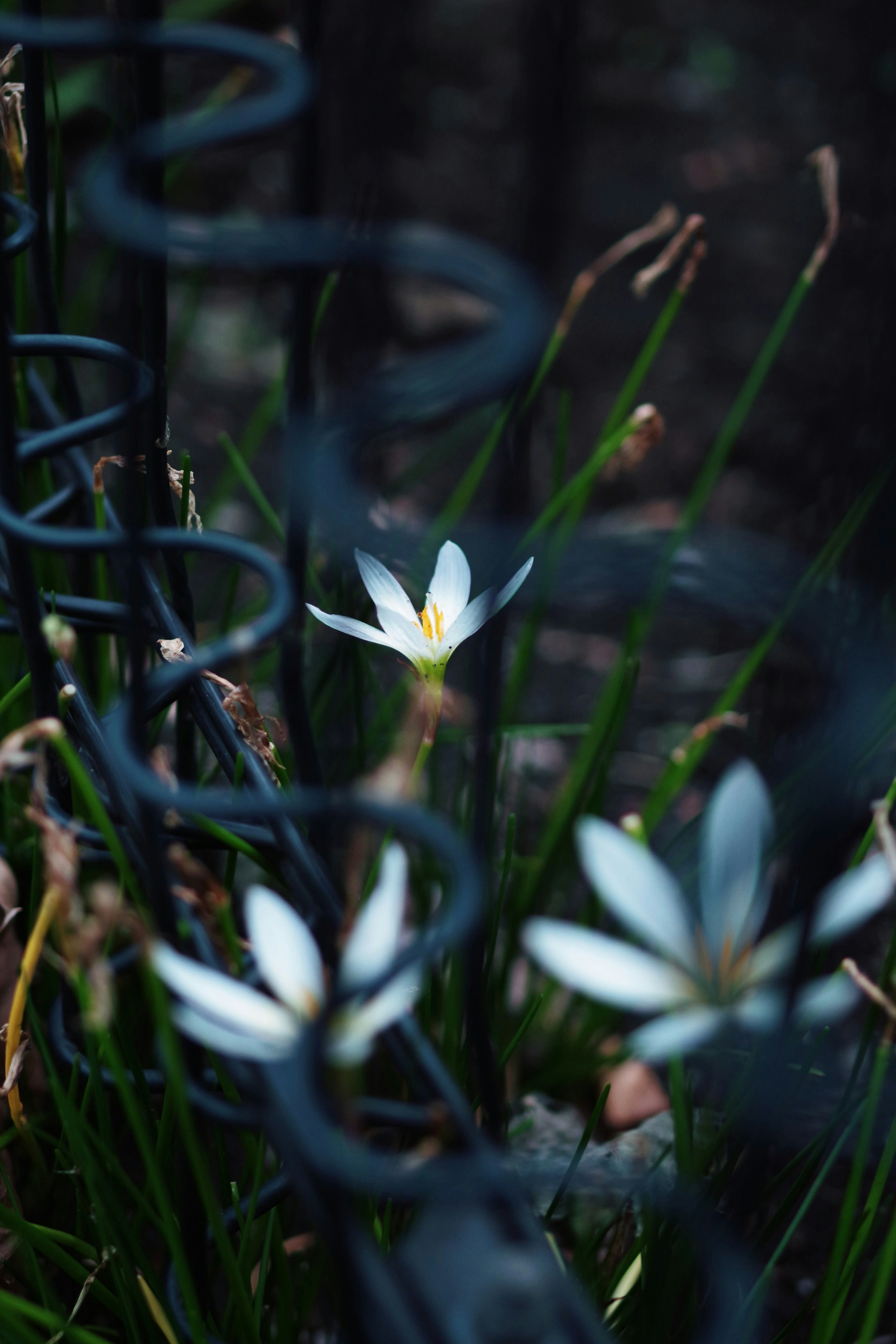 White flowers and green grass visible through black spring coils