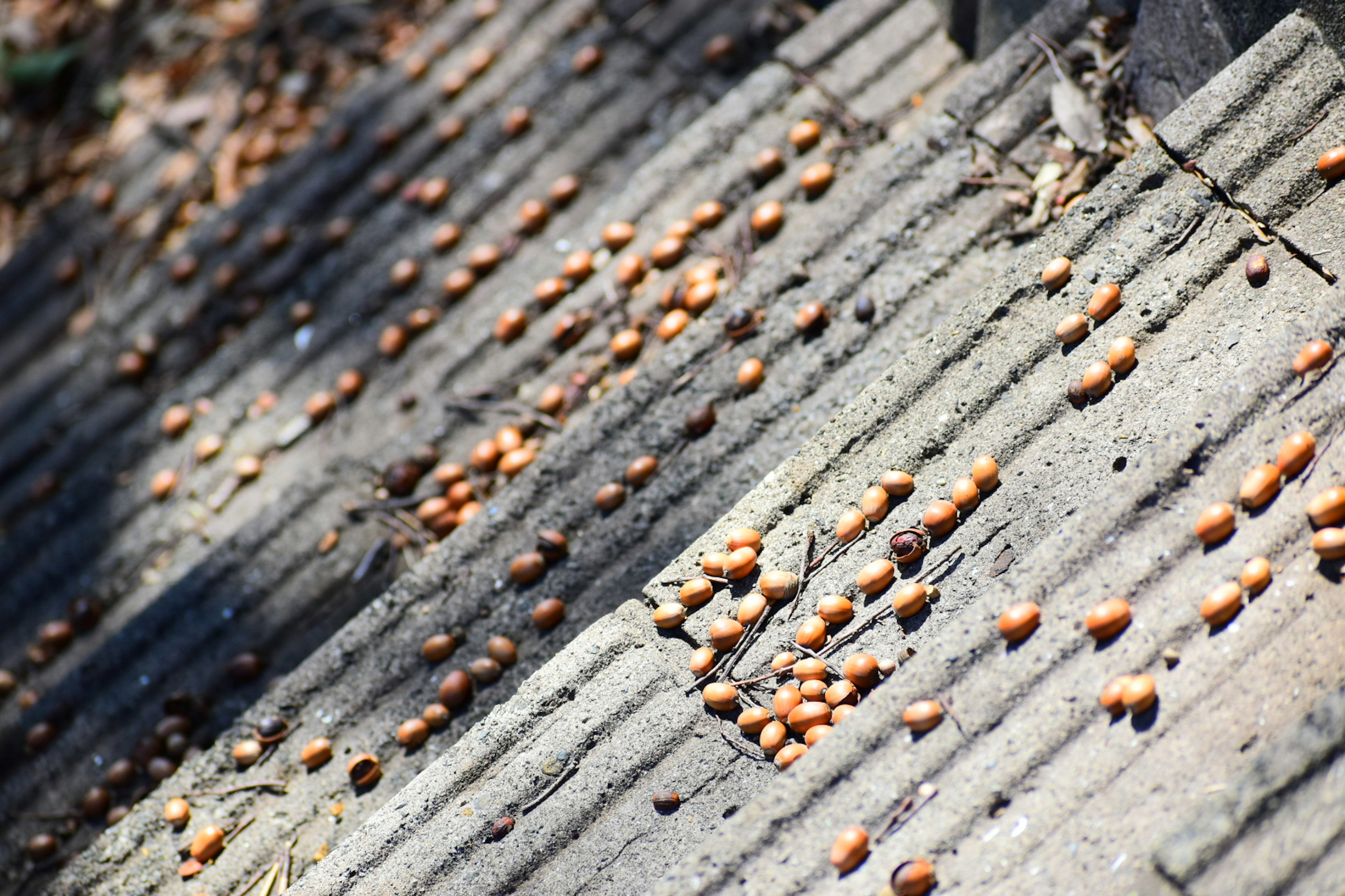 Castagne sparse su gradini di cemento