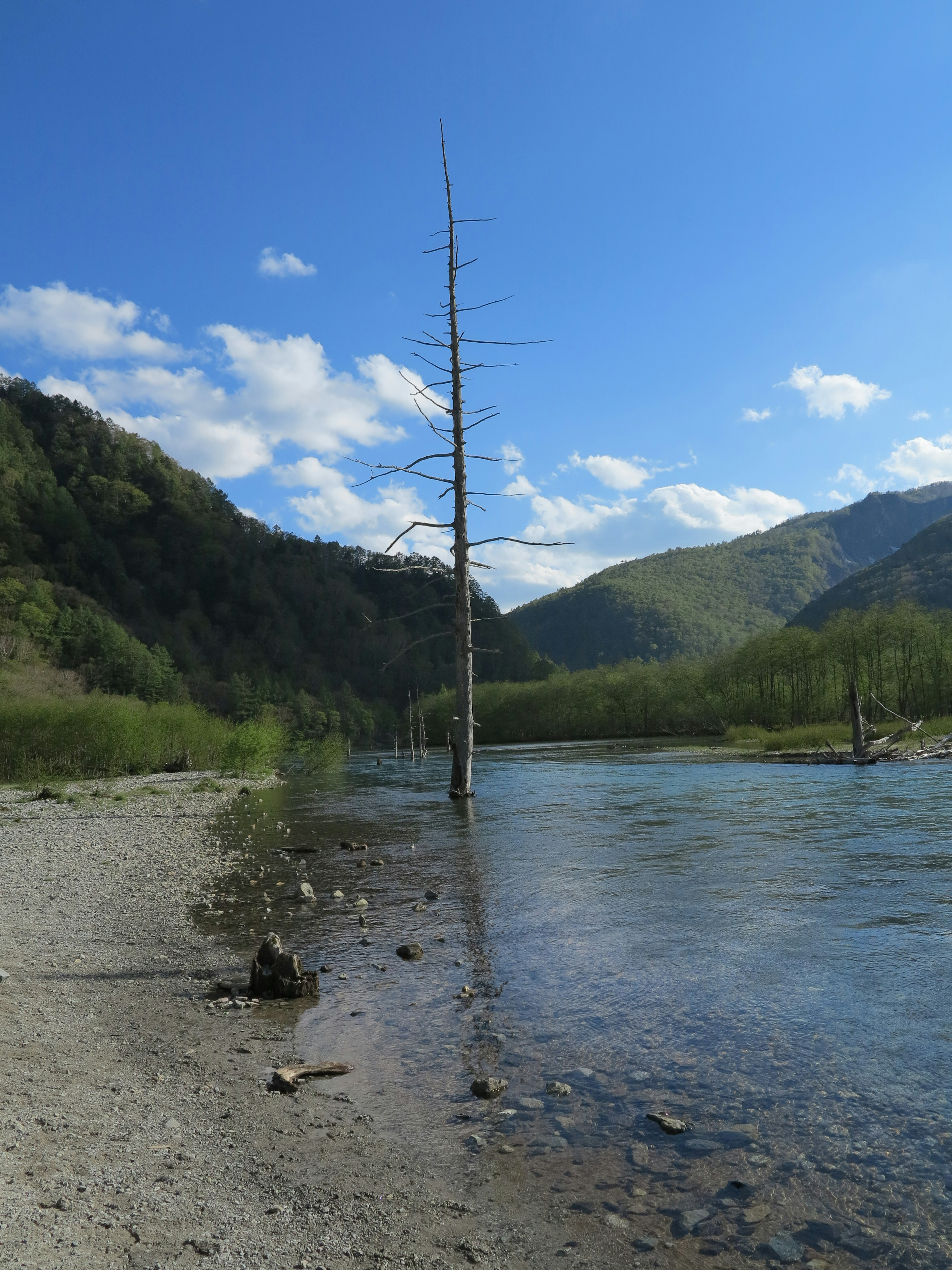 Ein einsamer toter Baum steht nahe einem Fluss mit Bergen und blauem Himmel