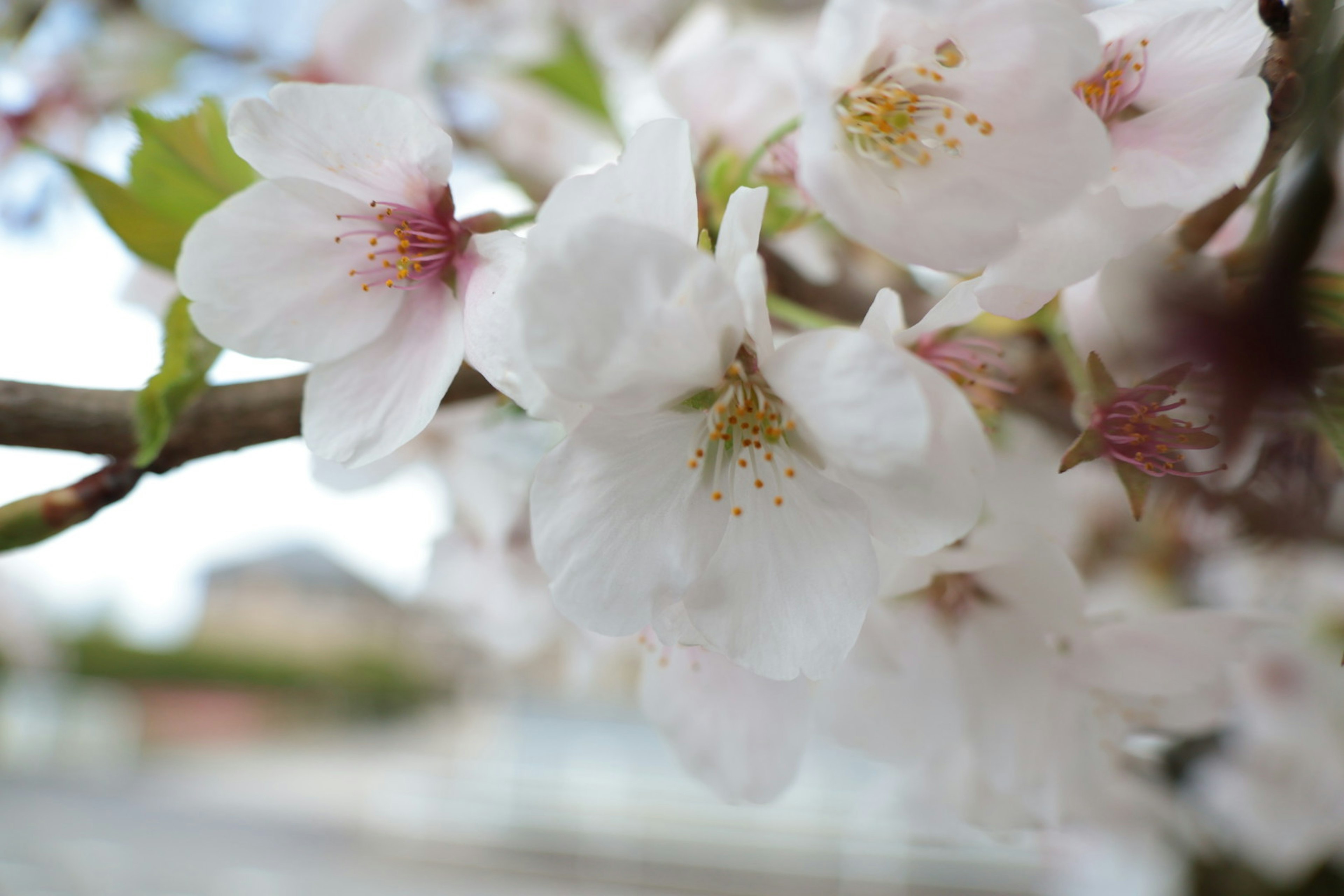 樱花特写，白色花瓣和微妙的粉色花纹