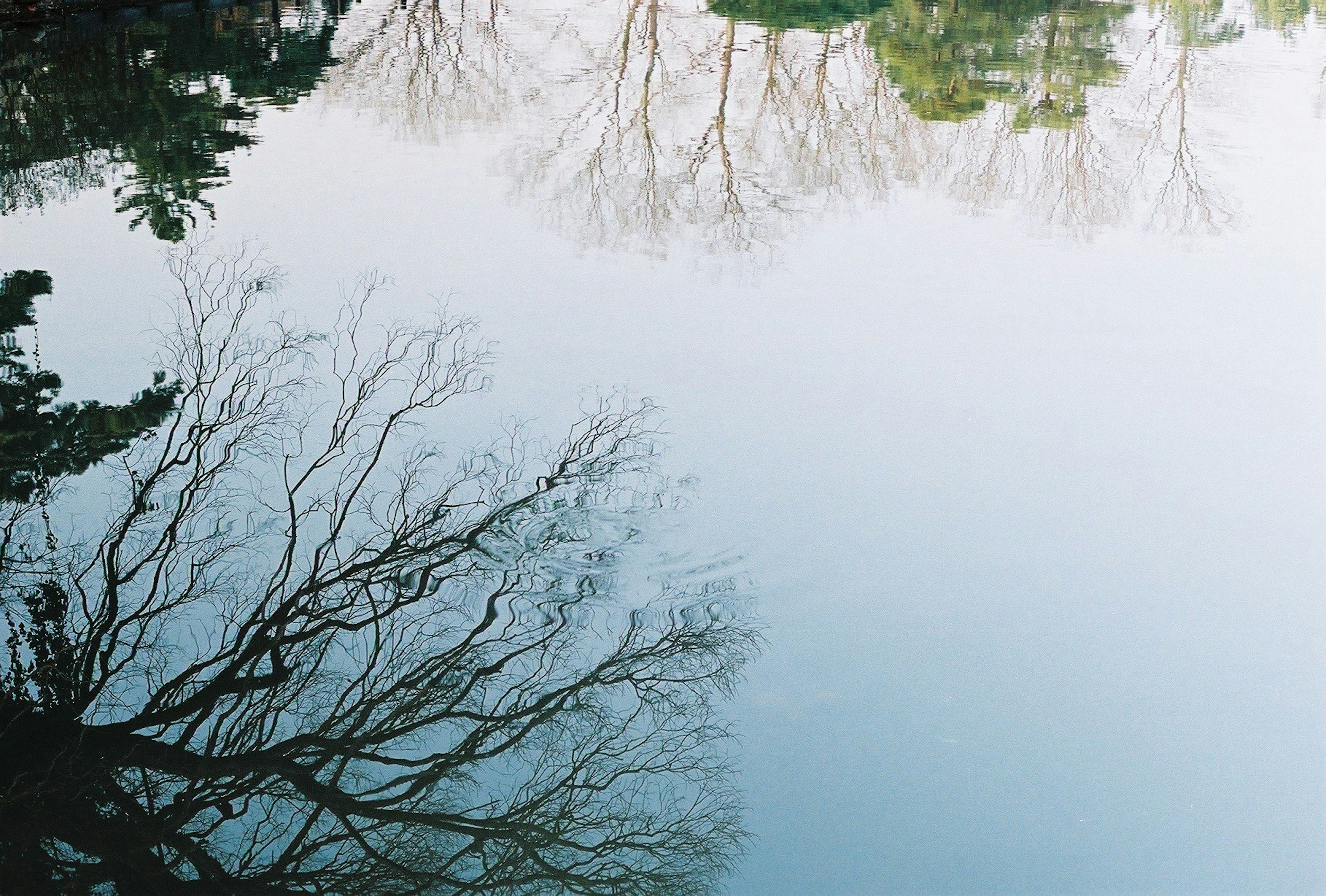 Reflexion von Baumästen und blauem Himmel auf der Wasseroberfläche