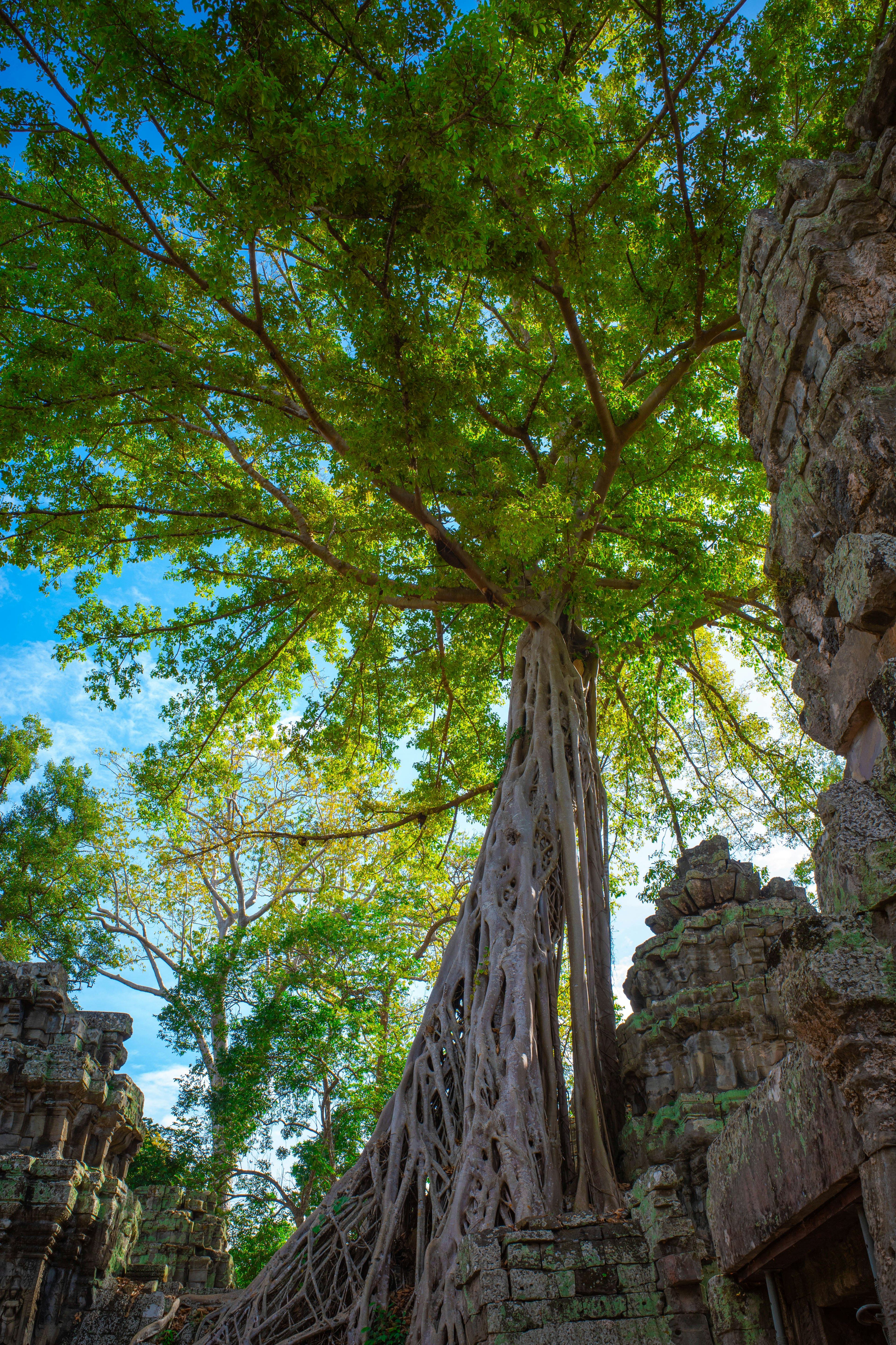 Un árbol grande entrelazado con ruinas de piedra antiguas