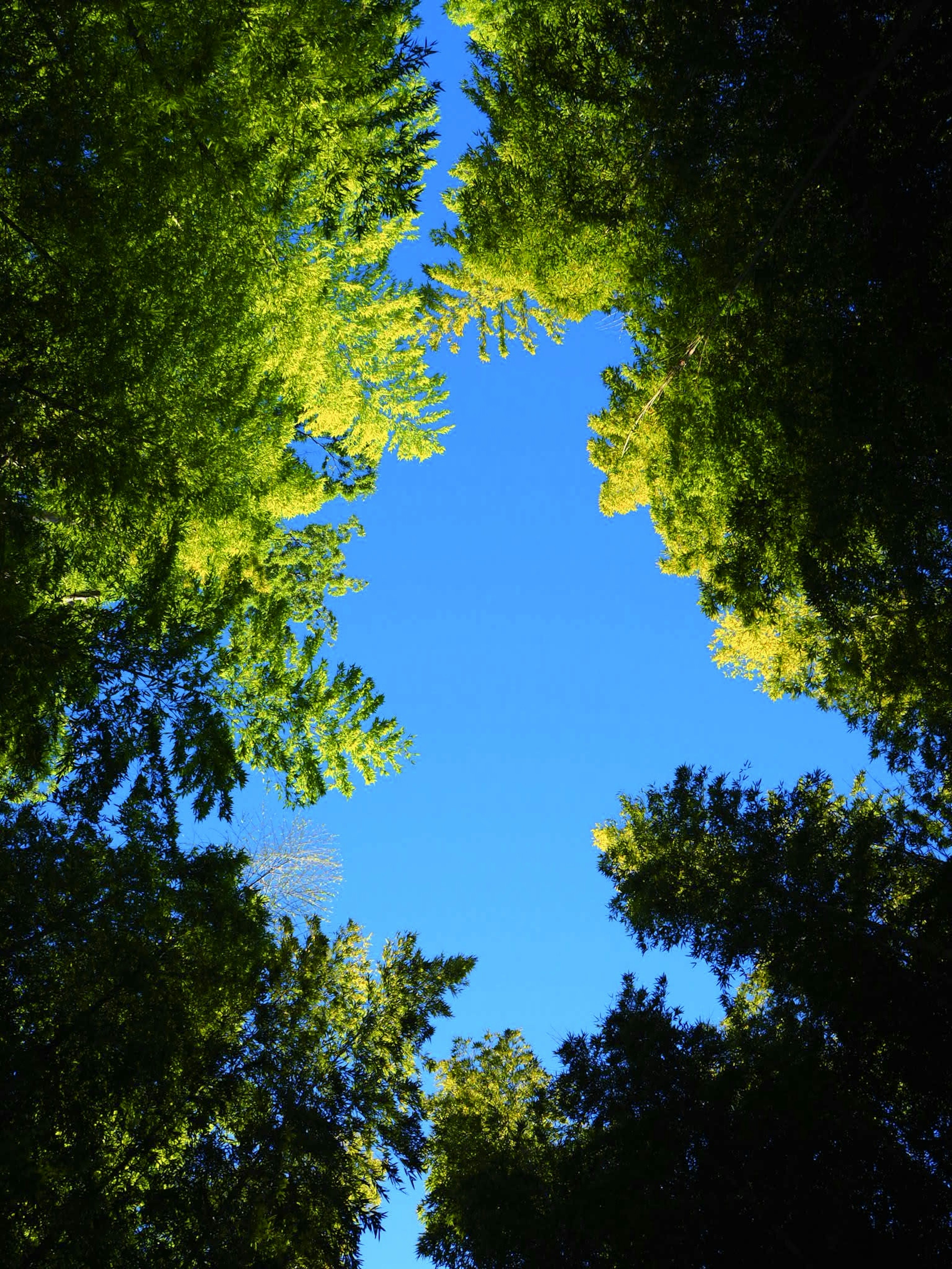 Green foliage framing a clear blue sky