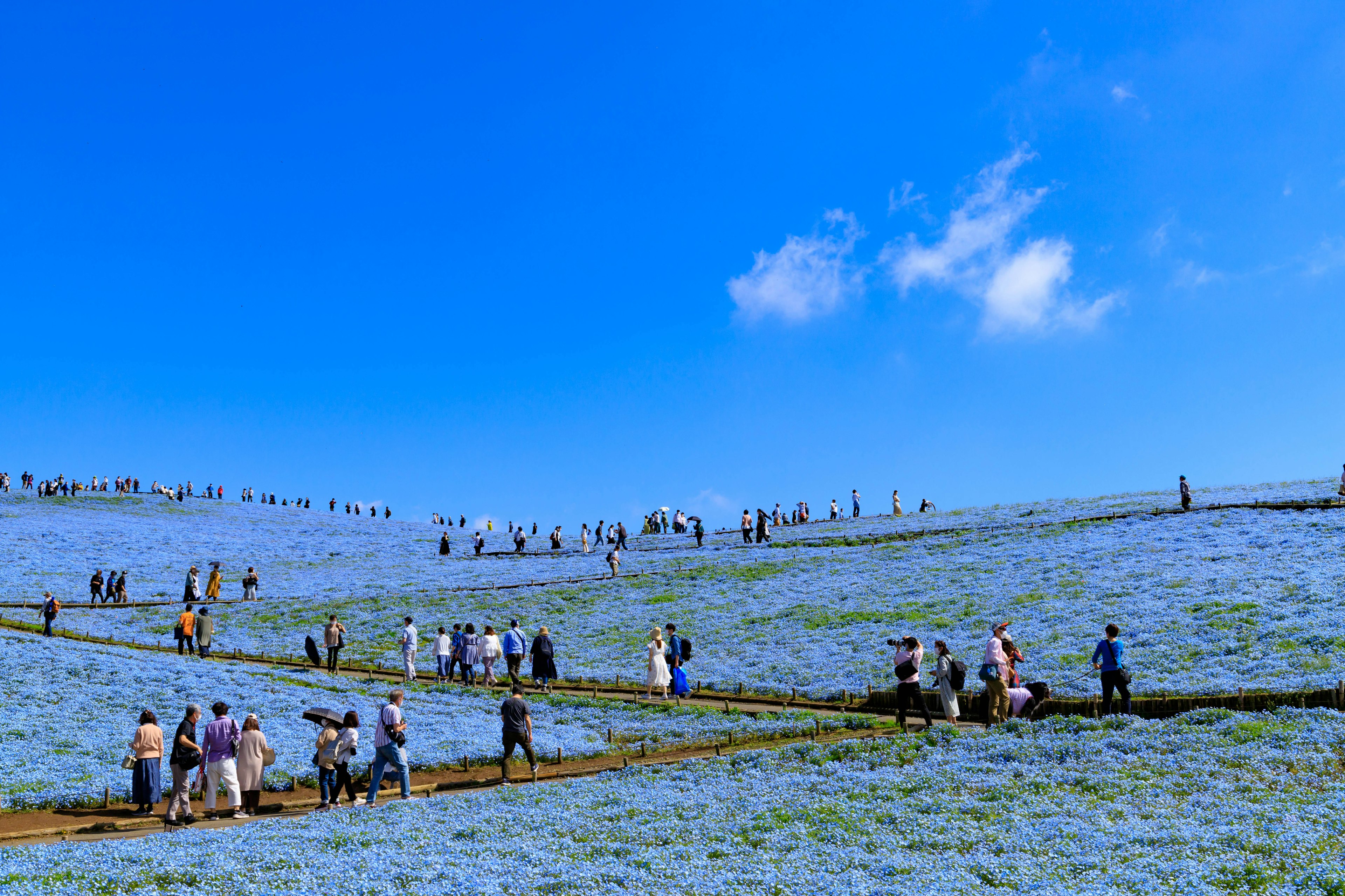 Visitantes disfrutando de un campo de flores azules bajo un cielo despejado