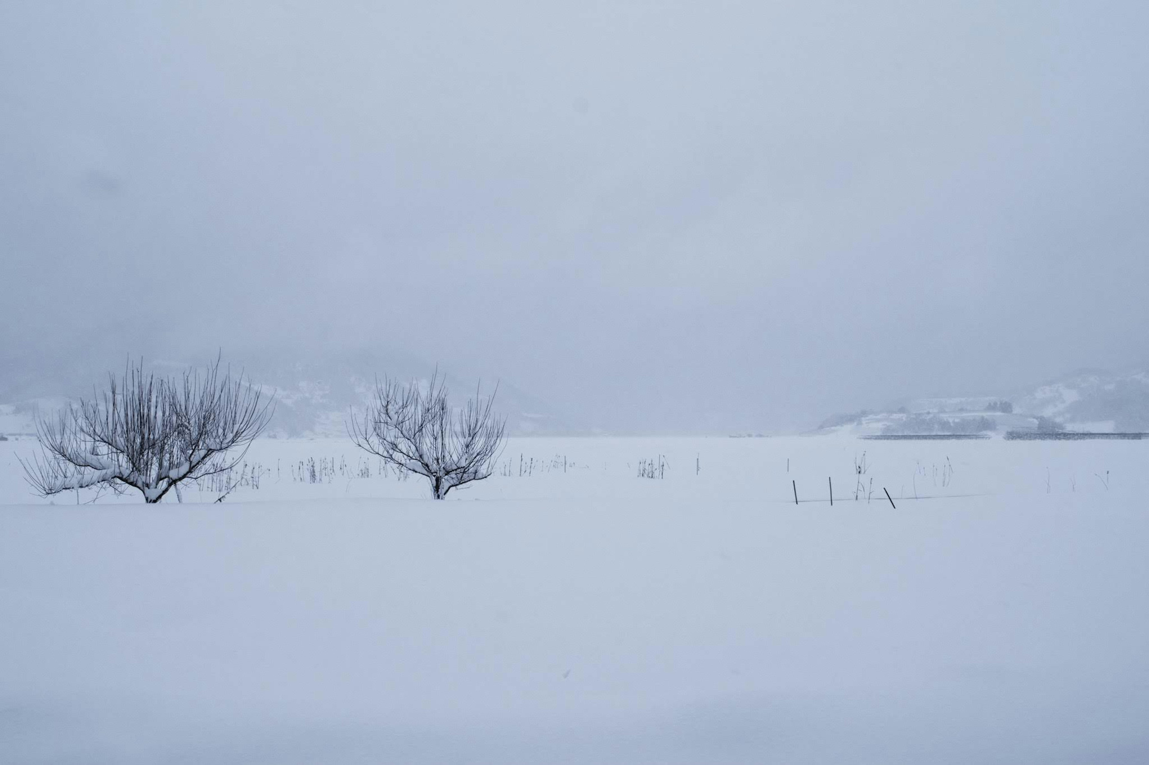 Ruhige Schneelandschaft mit mehreren kleinen Bäumen