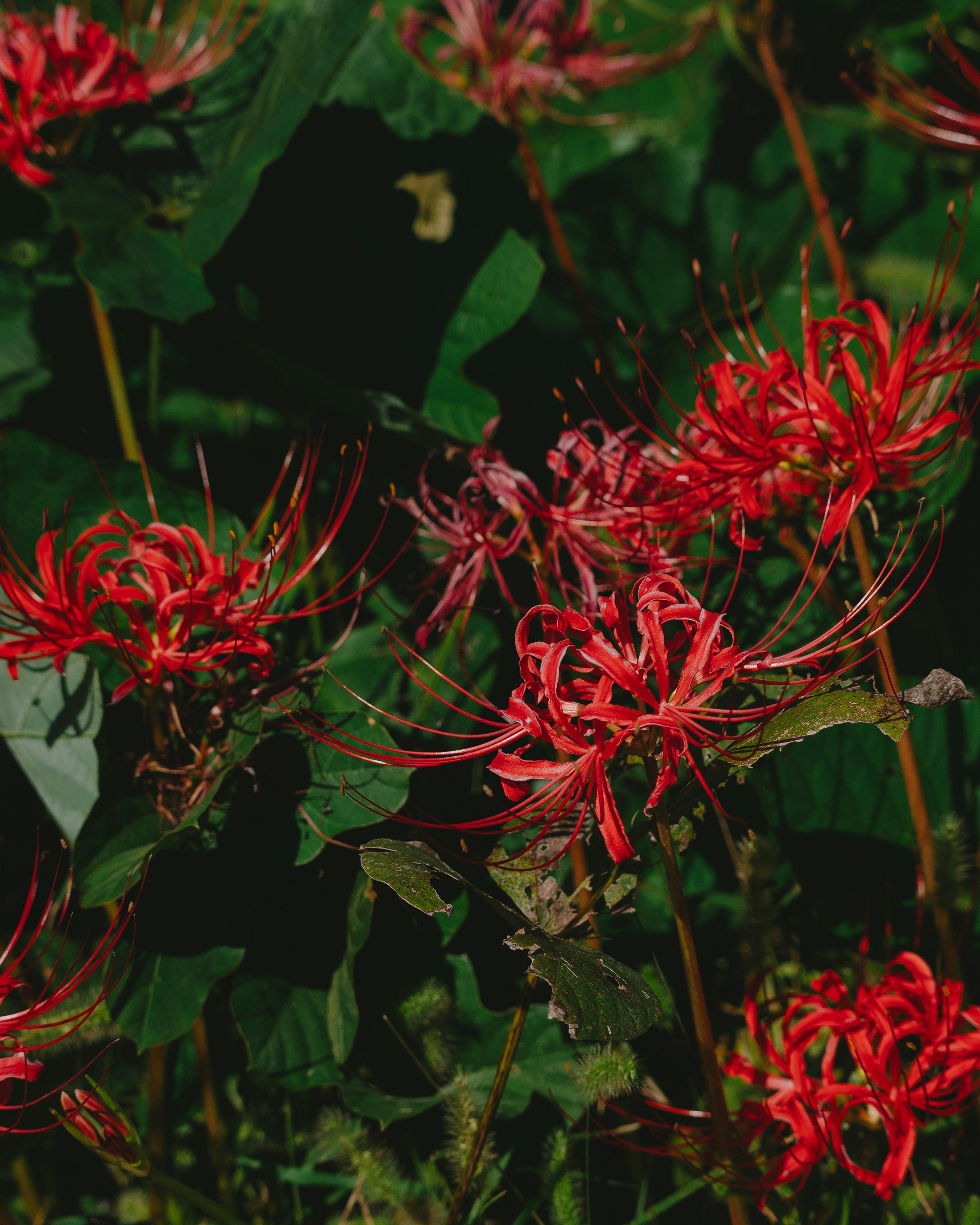 Close-up of red flowers with green leaves creating a striking contrast