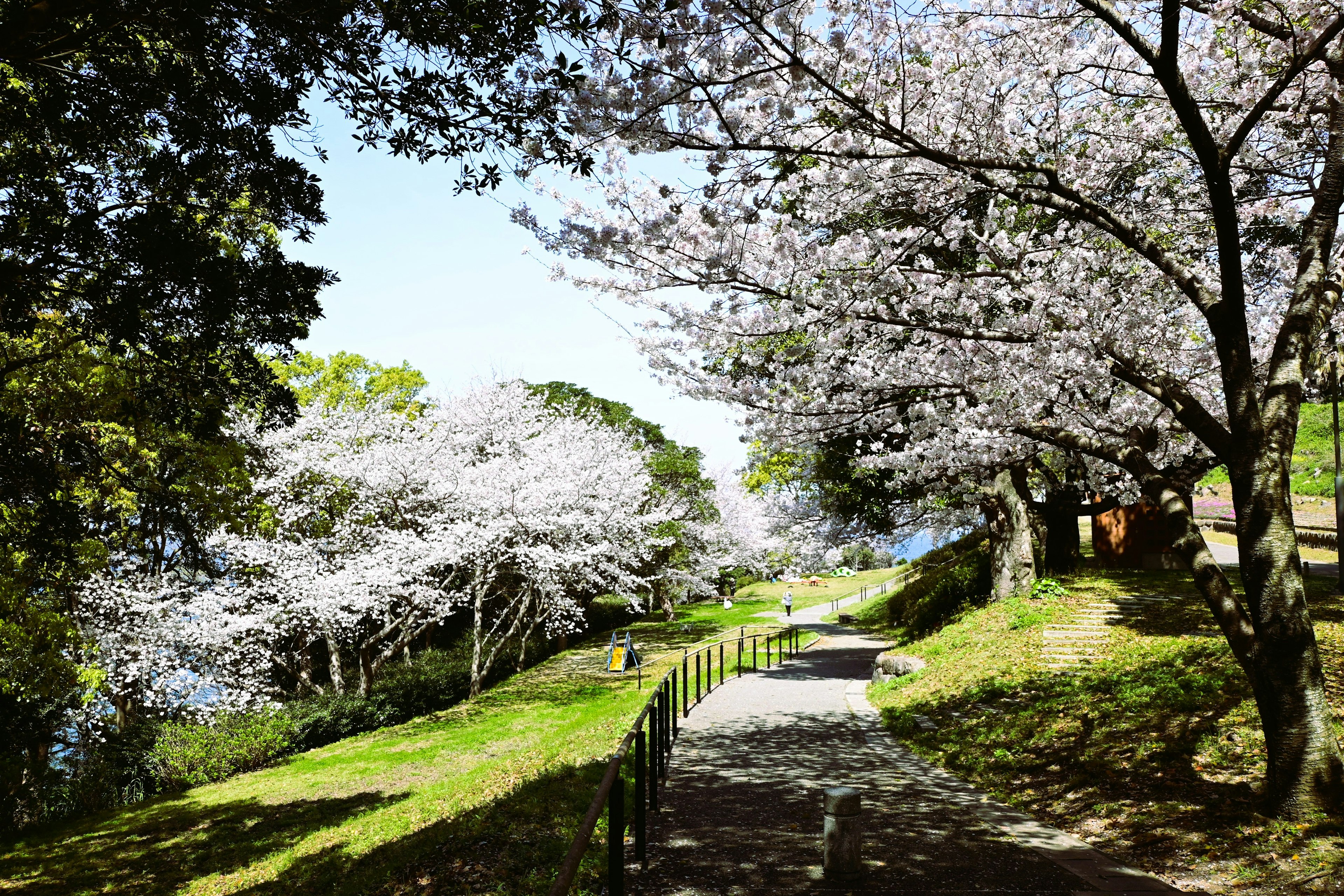 桜の木が咲いている緑の小道の風景