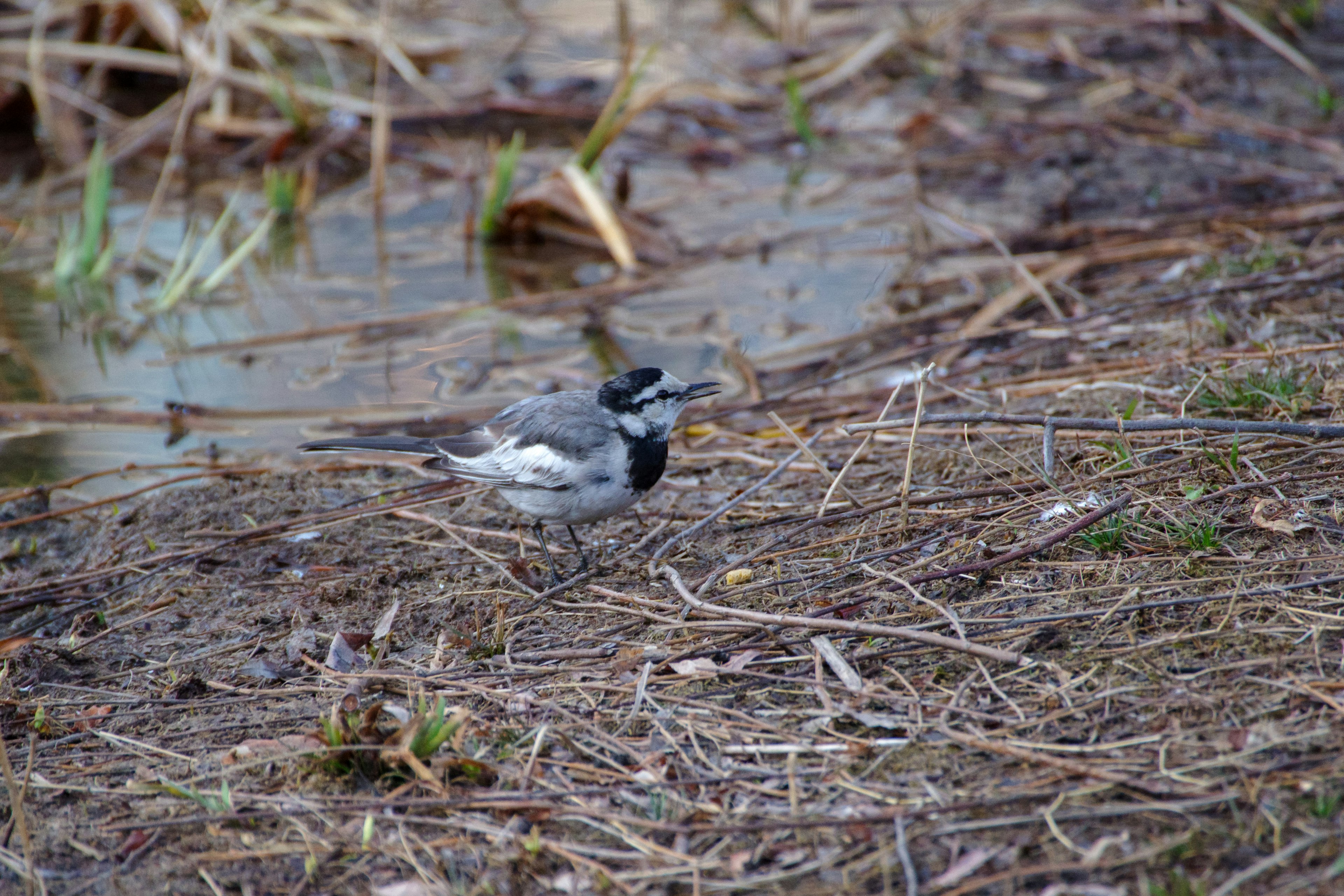 Un oiseau noir et blanc marchant sur le sol près de l'eau