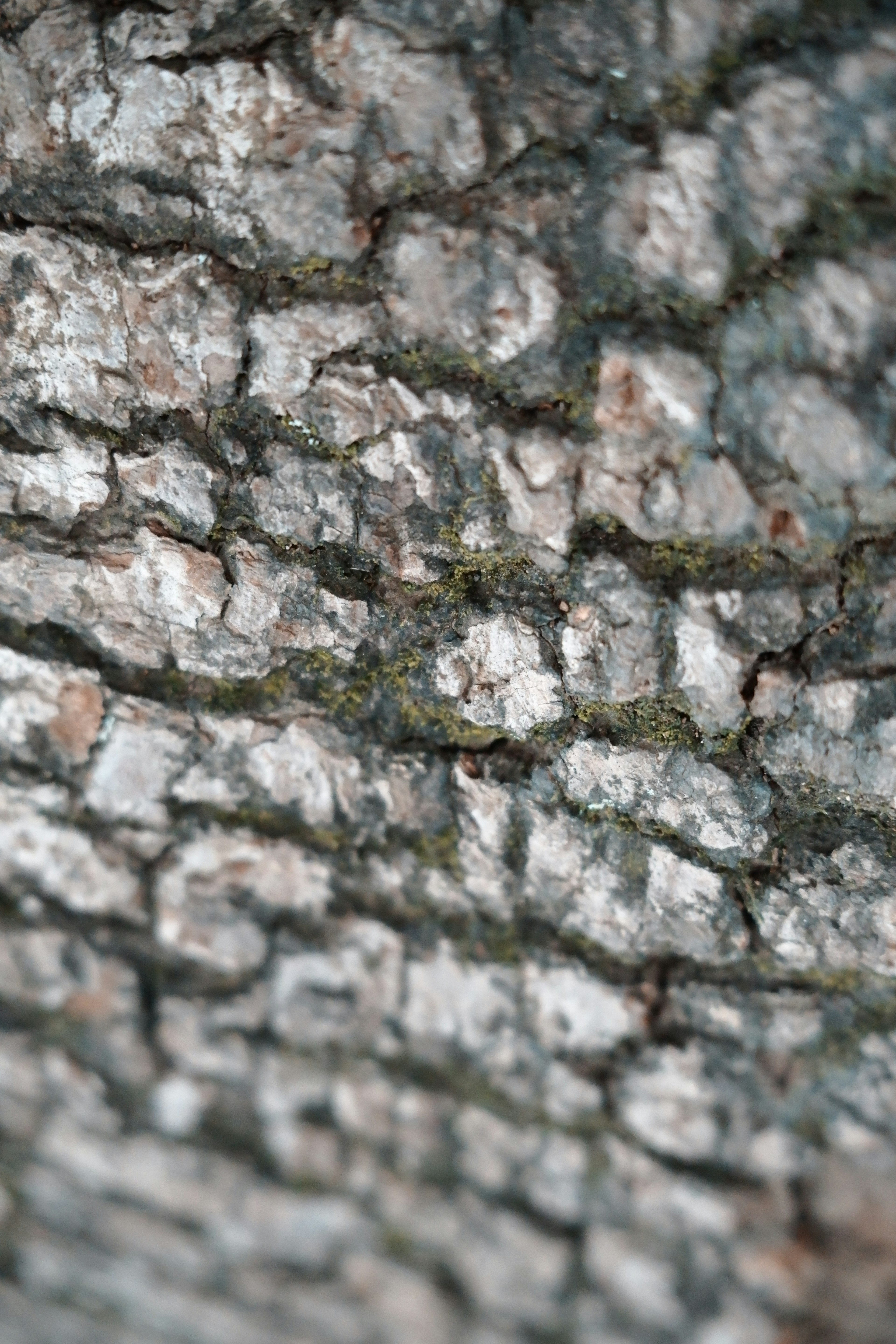 Close-up image of tree bark showcasing rough texture and natural colors