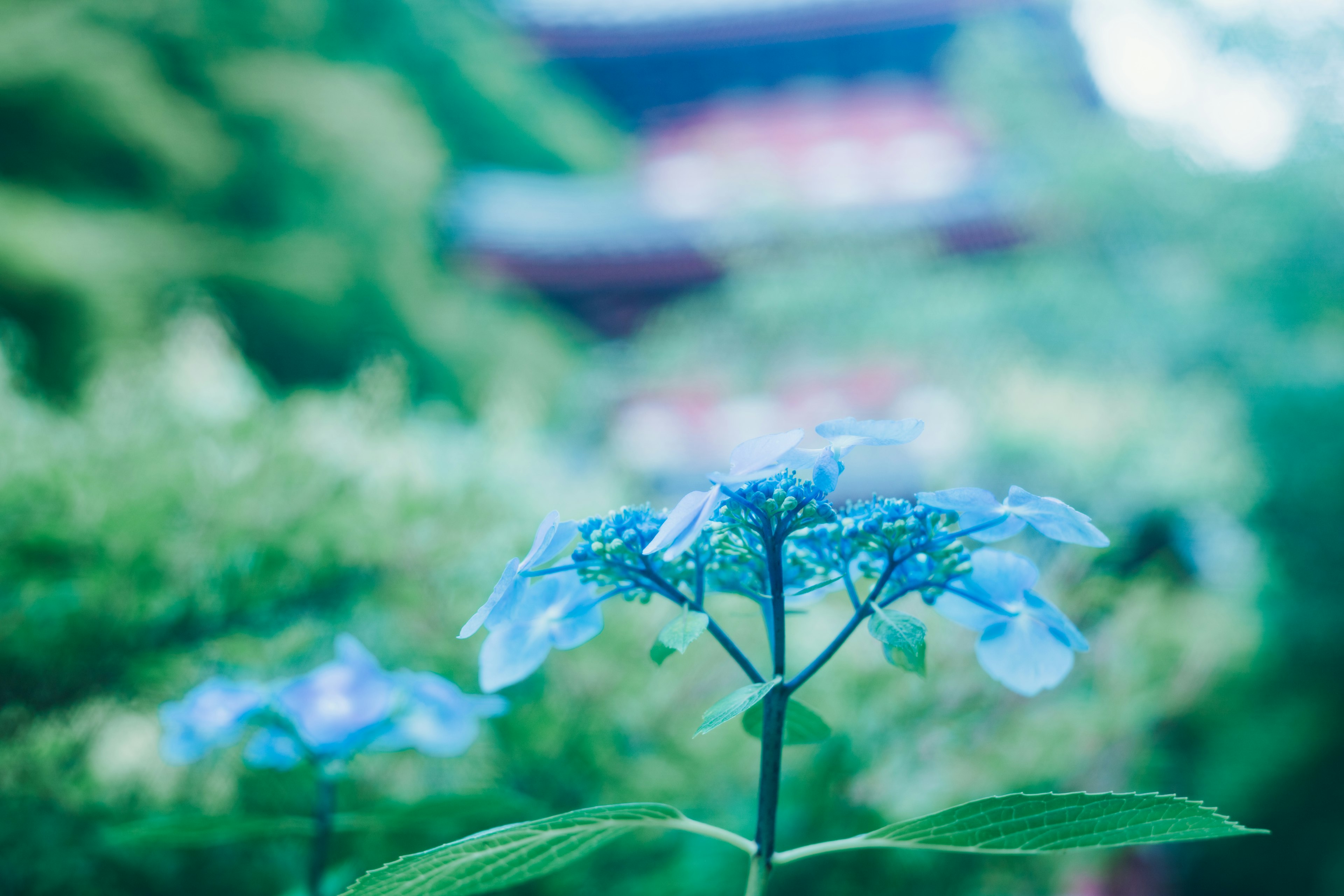 Flores azules en un jardín con un templo borroso al fondo