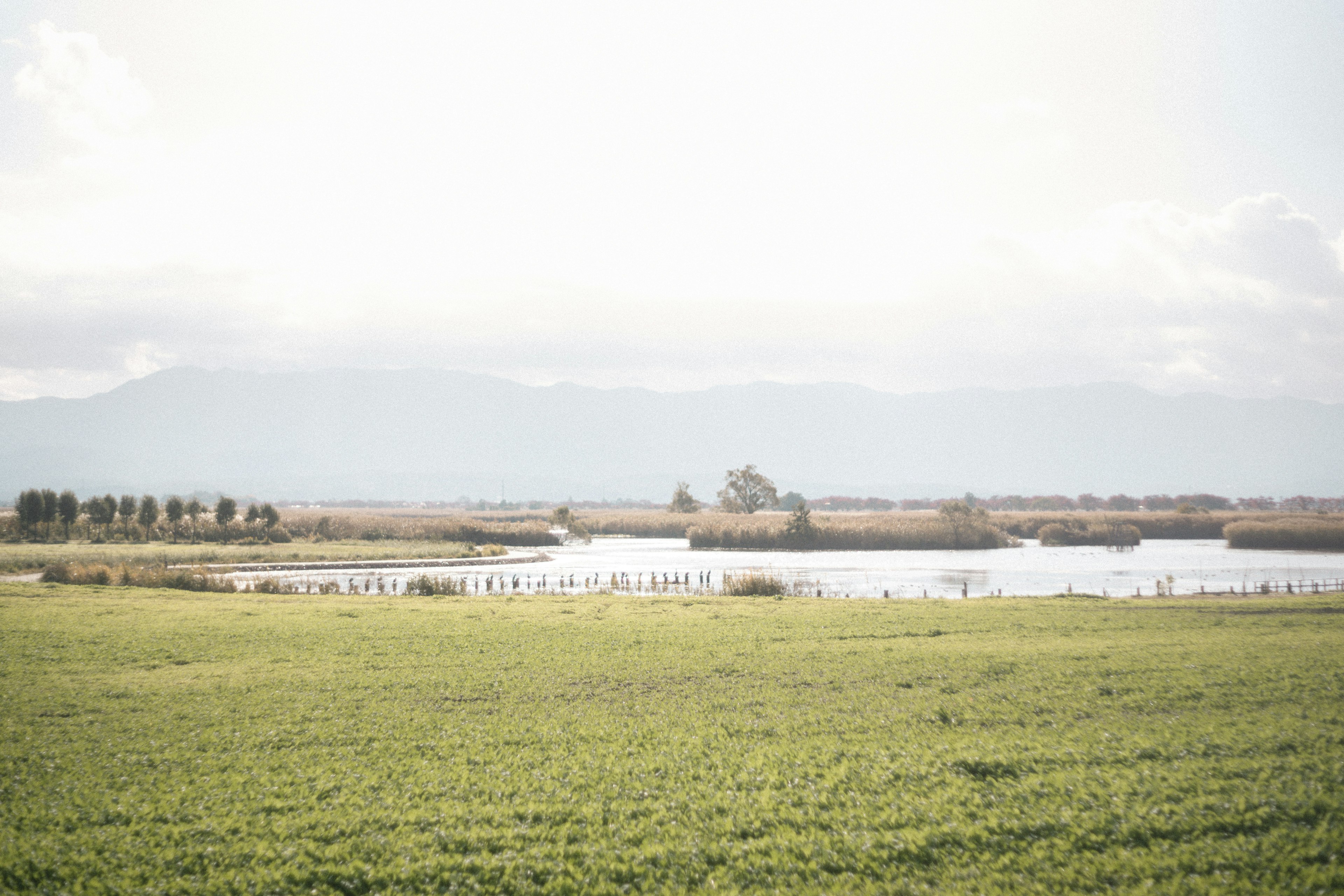 Amplio campo verde con una superficie de agua tranquila