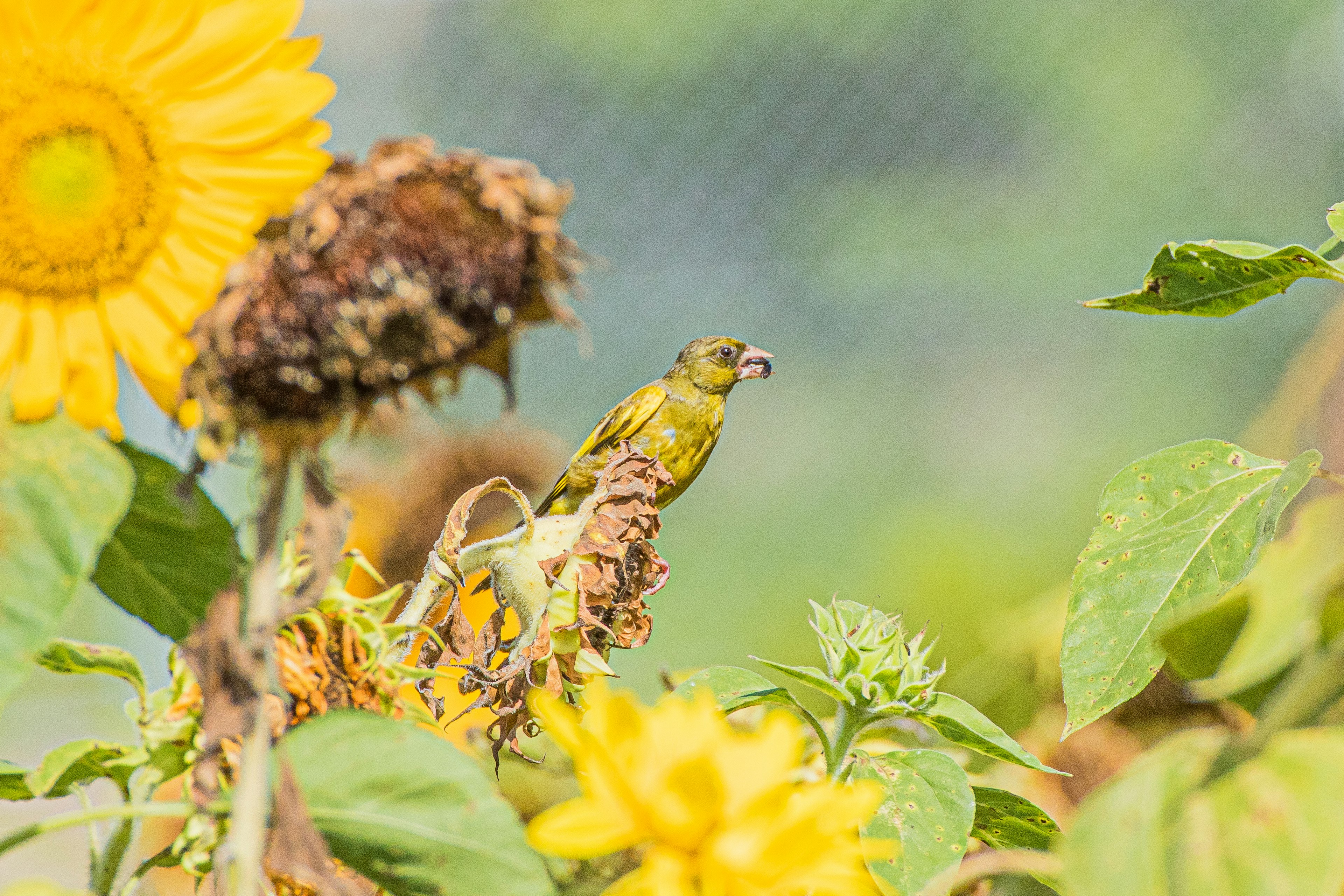 Kleiner gelber Vogel neben Sonnenblumen