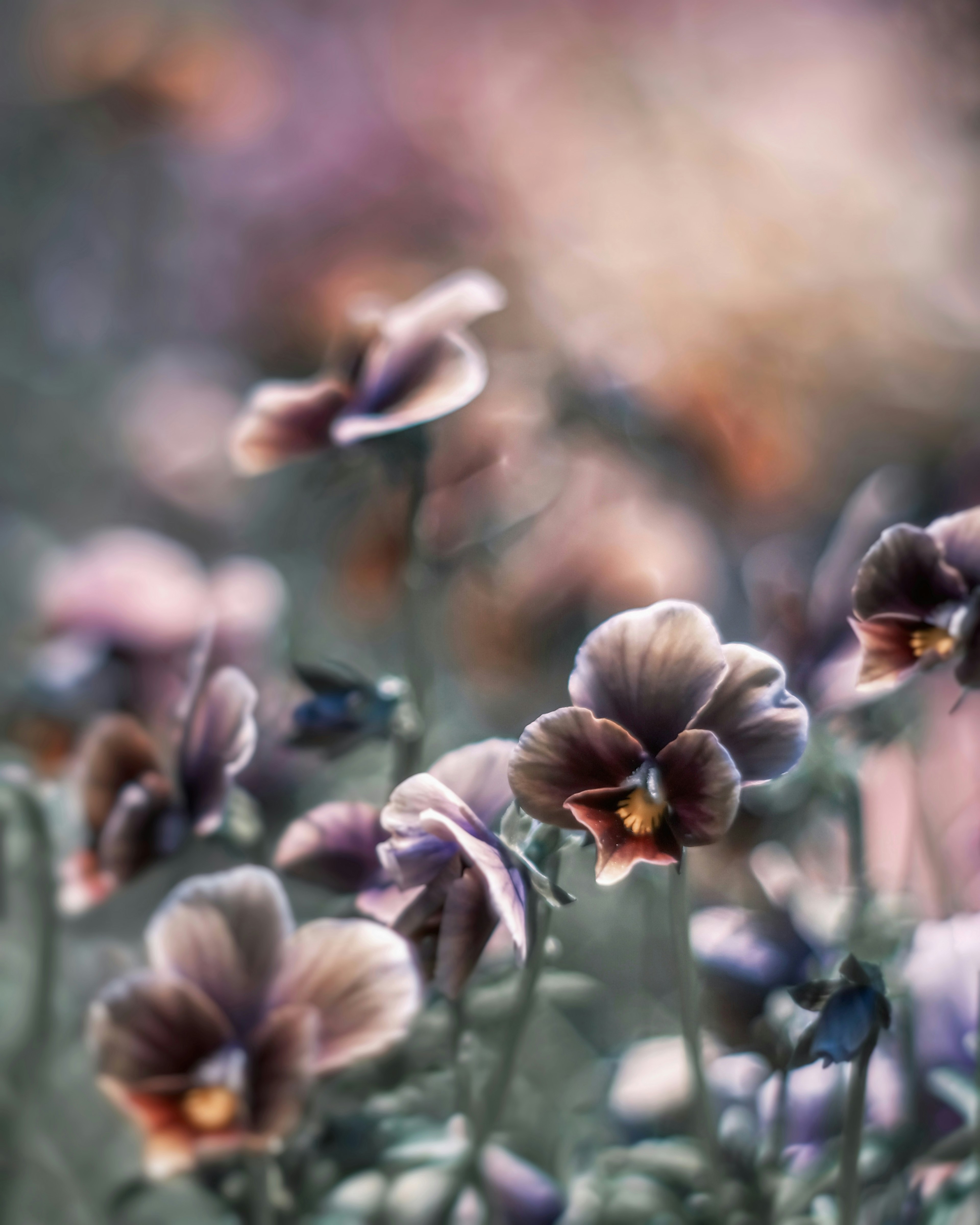 Soft purple pansies in bloom with beautiful bokeh effect