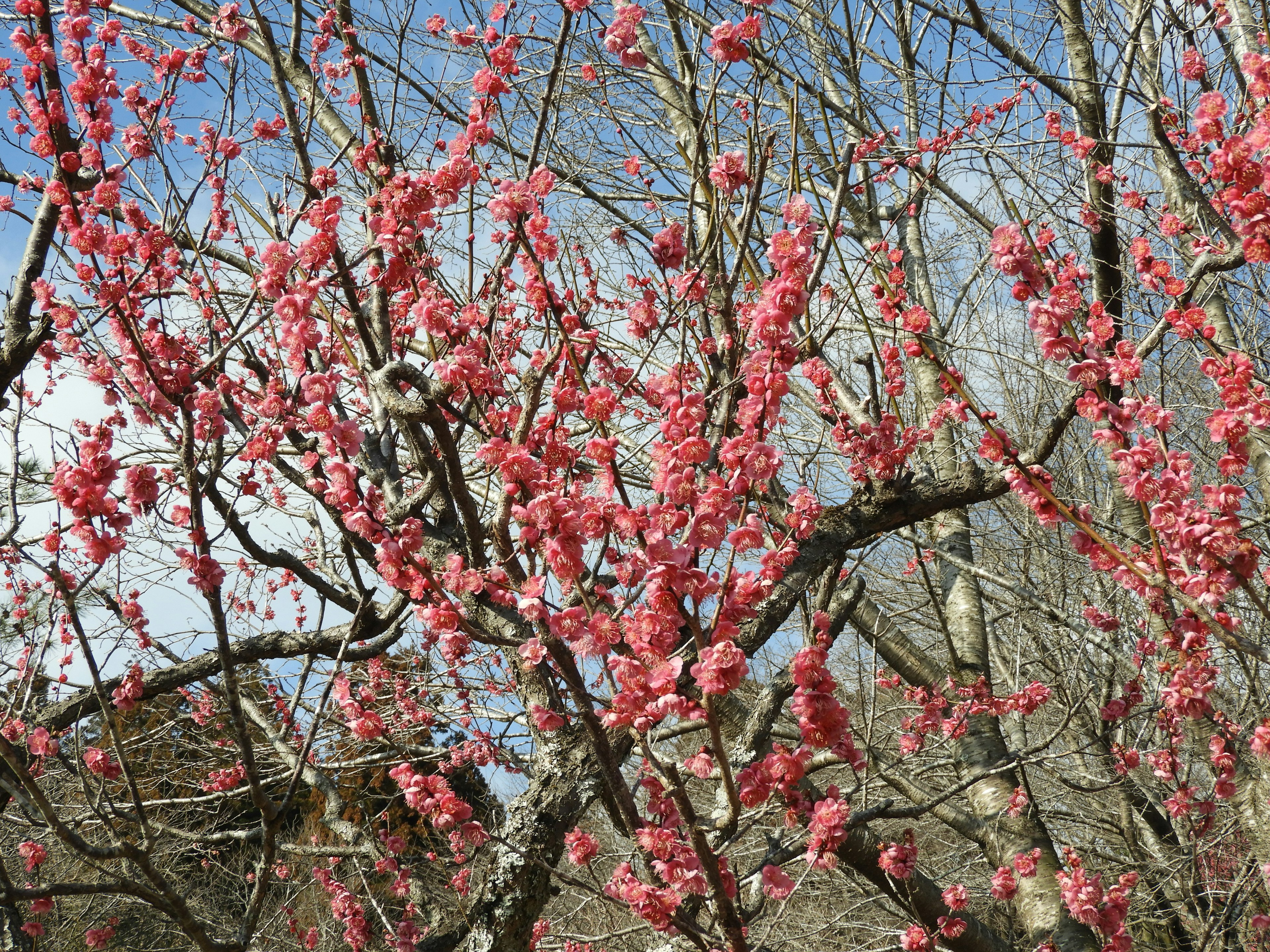 春の桜の花が咲いている木の枝