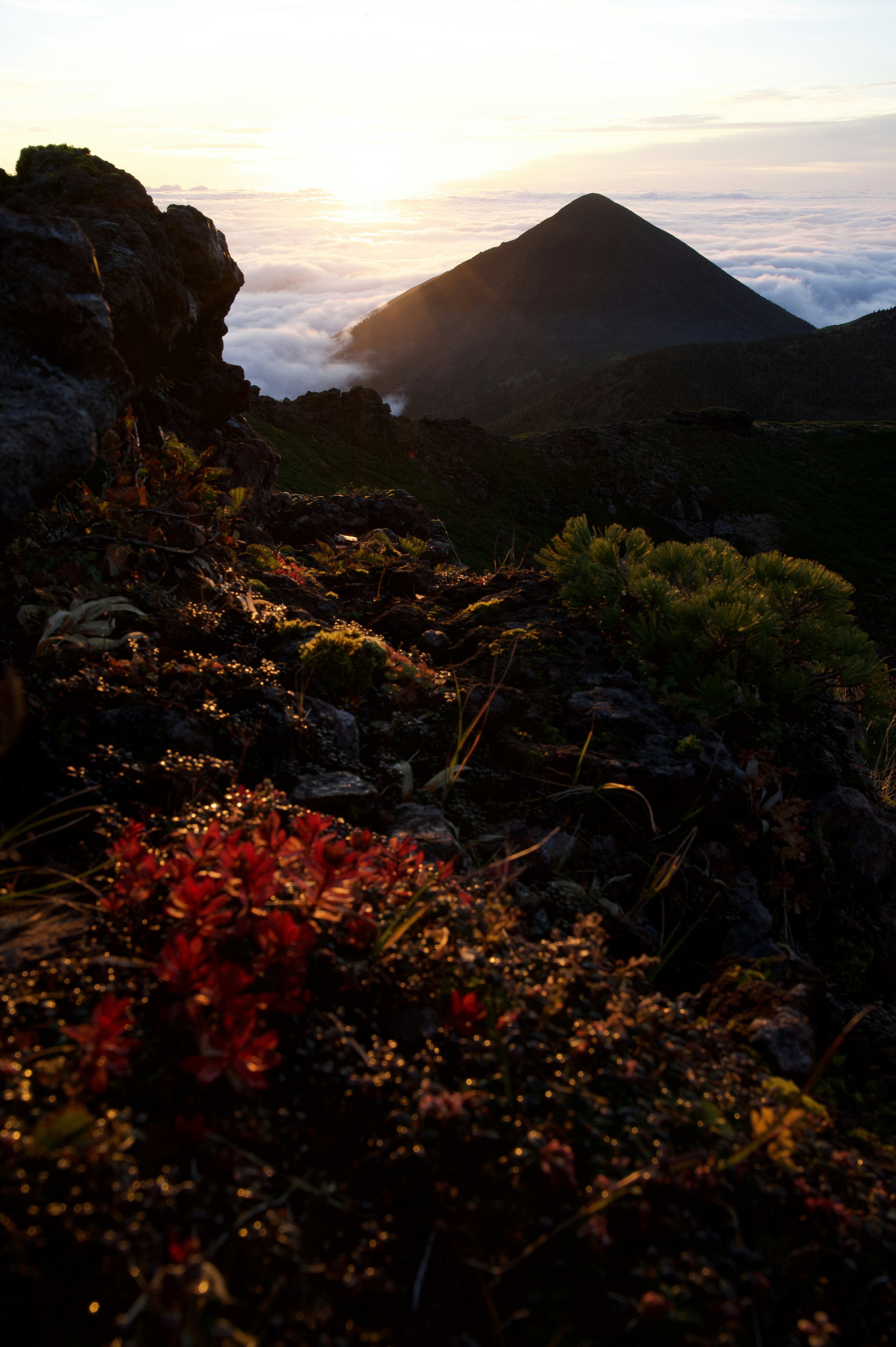 Sunset over a mountain landscape with colorful plants in the foreground