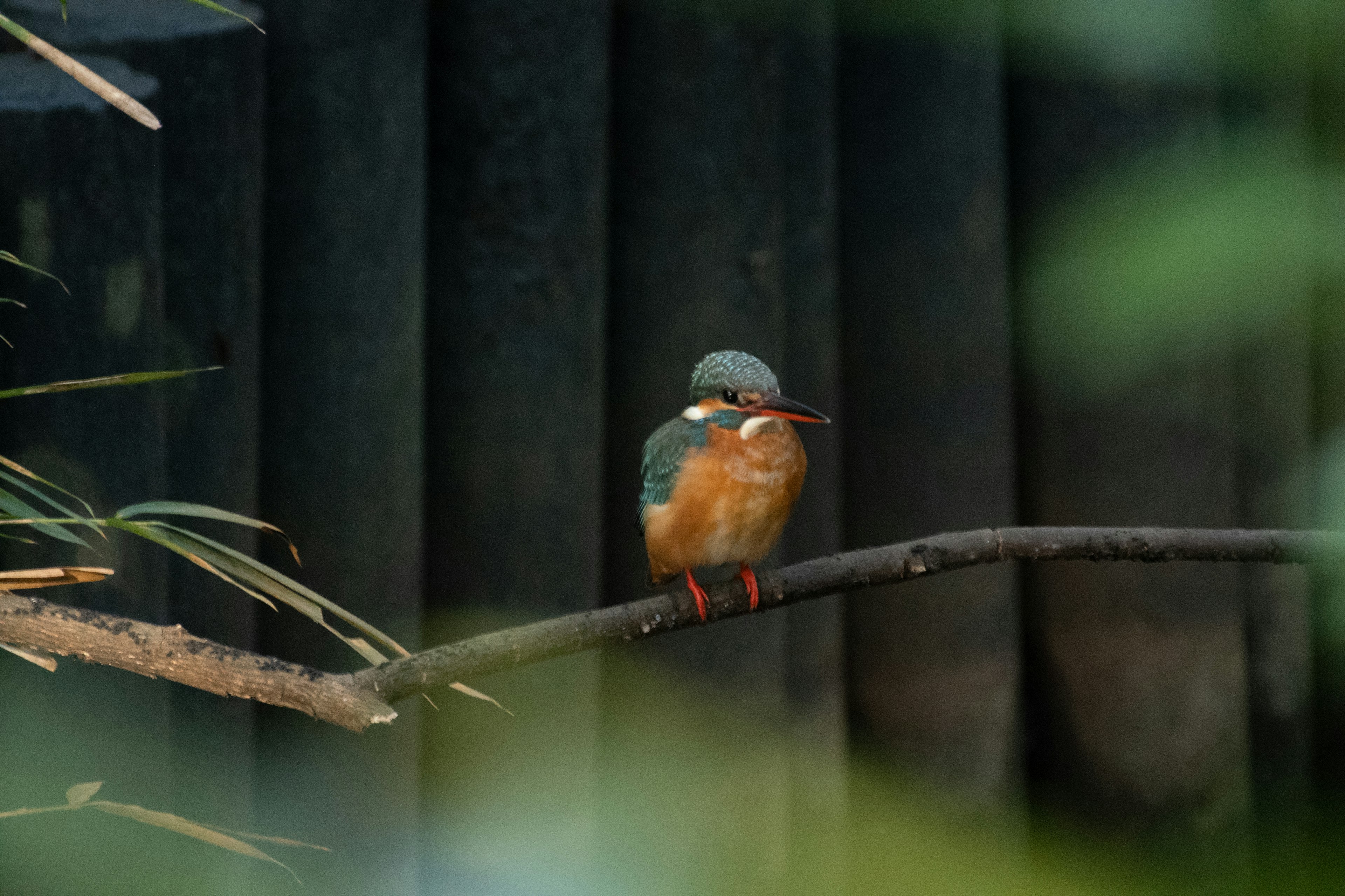 A kingfisher perched on a branch with green leaves and dark background