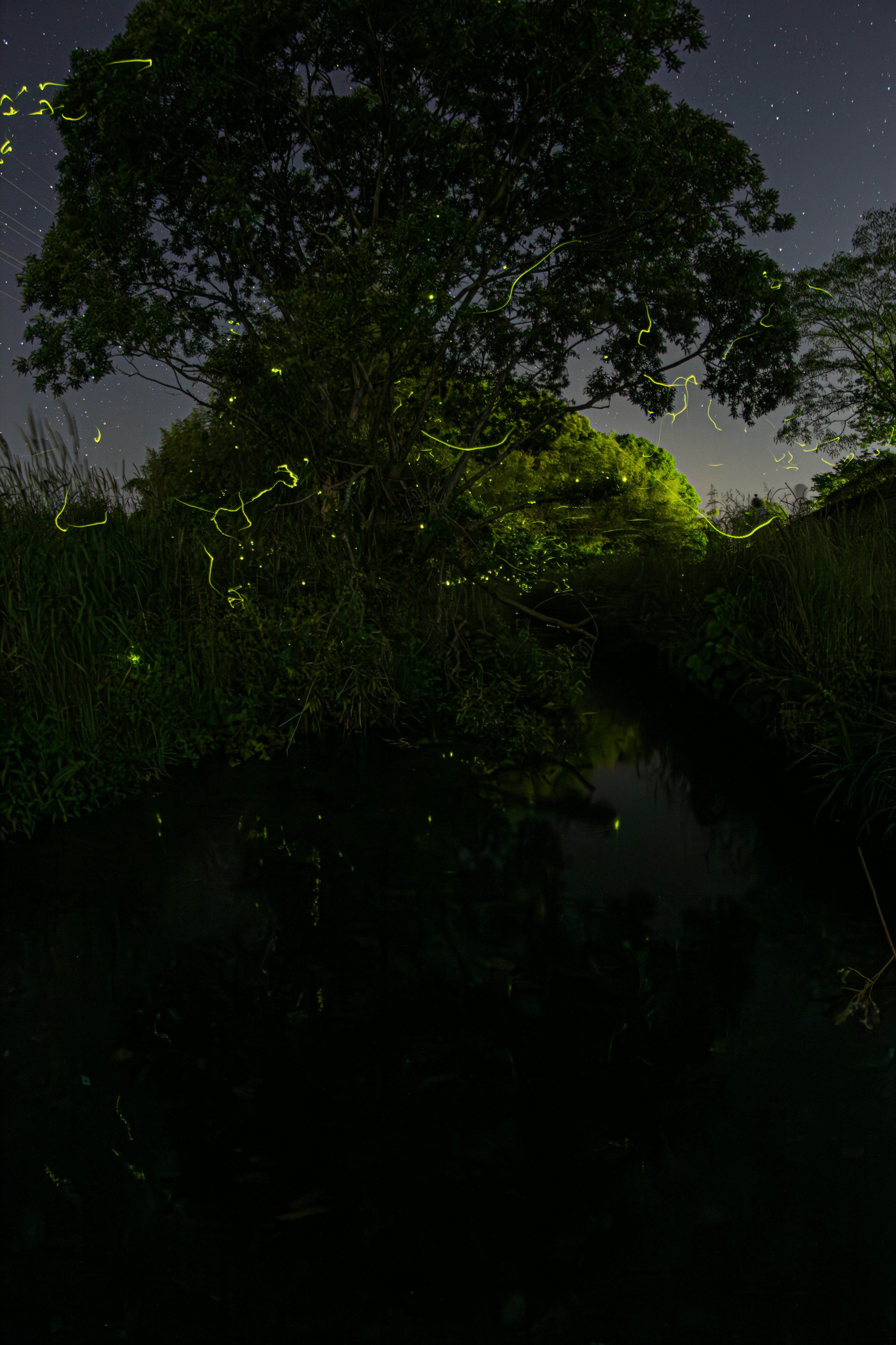 A nighttime scene of fireflies glowing along a riverbank