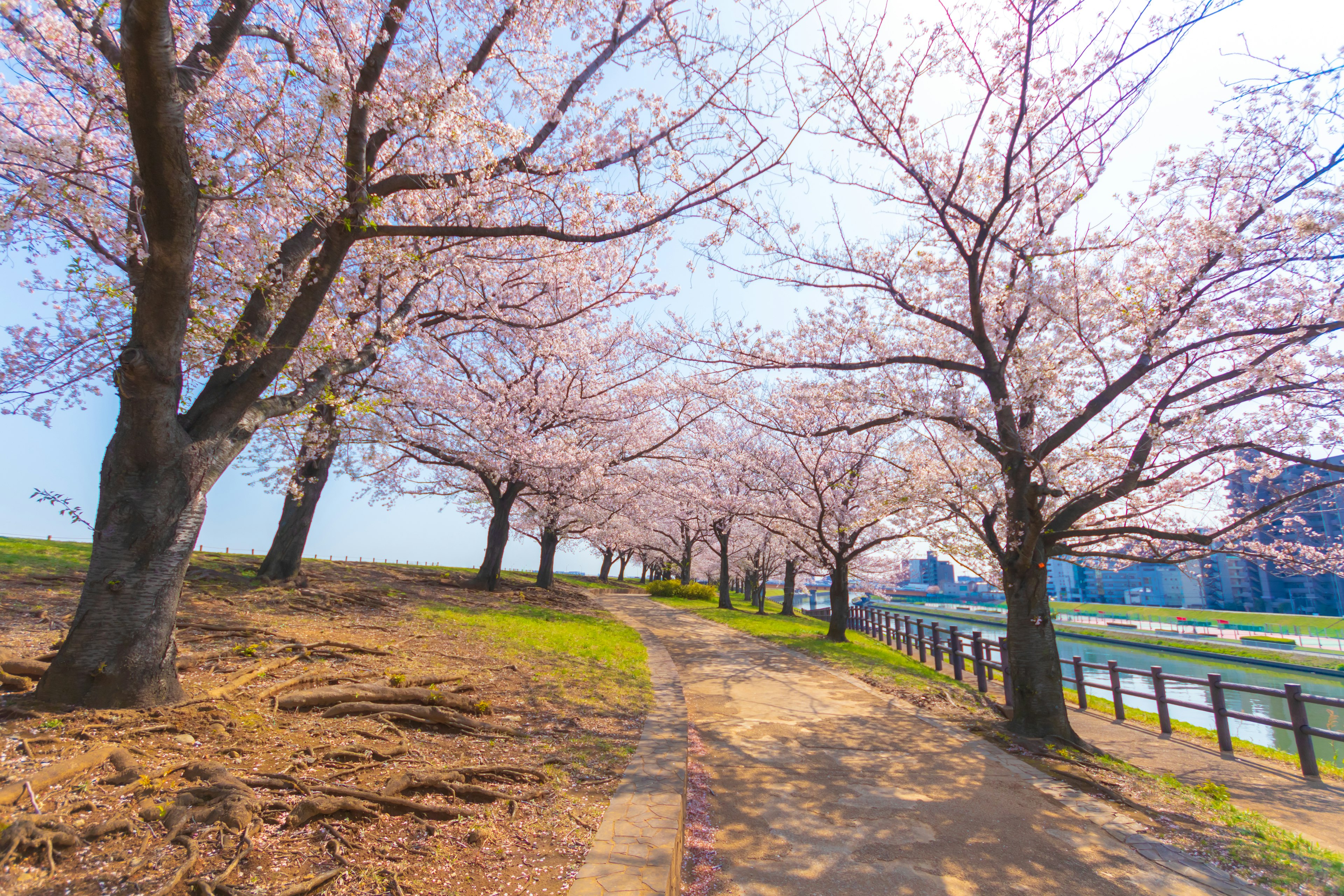 Jalan indah yang dikelilingi pohon sakura dan langit biru