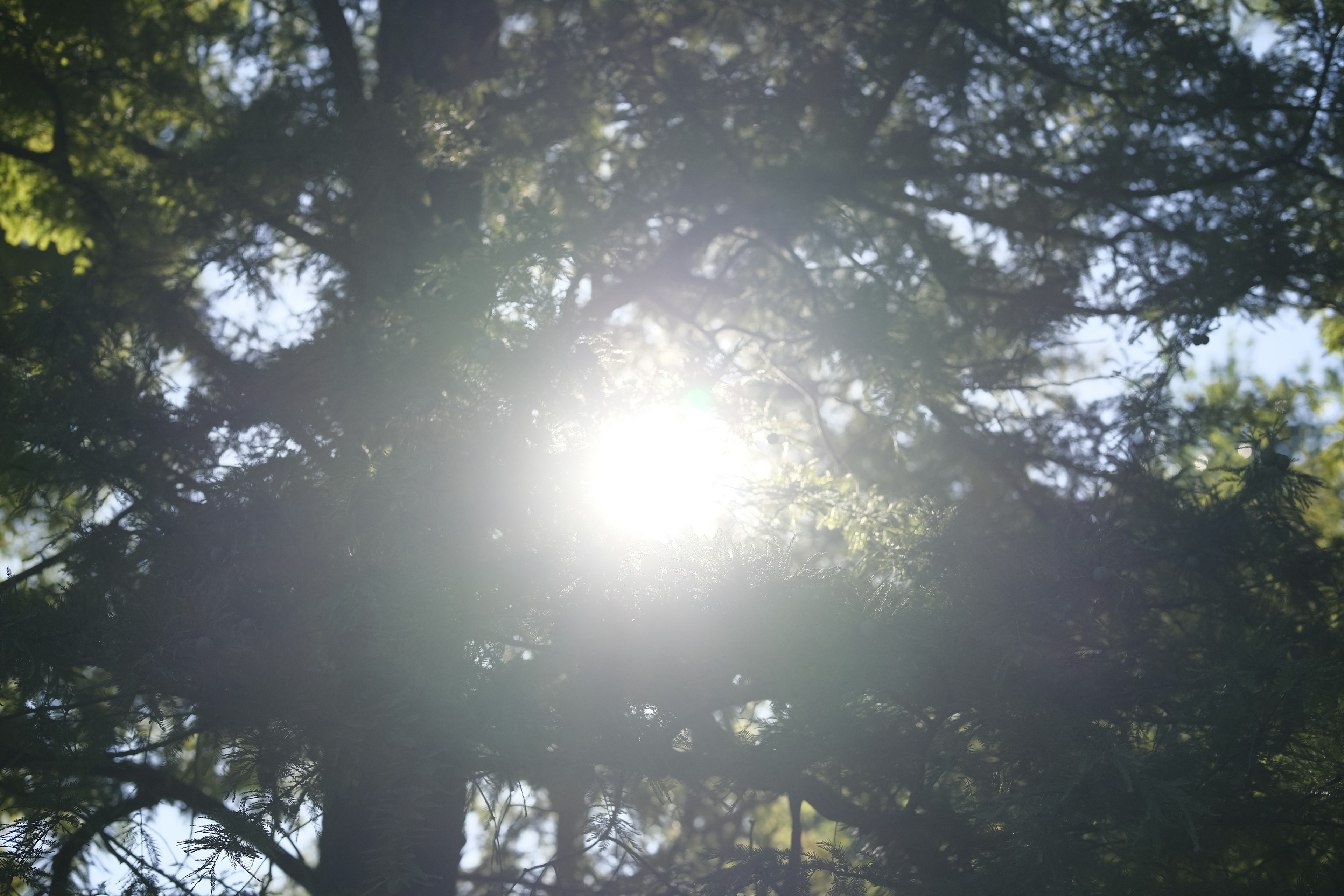 Luce solare che filtra tra gli alberi in una foresta