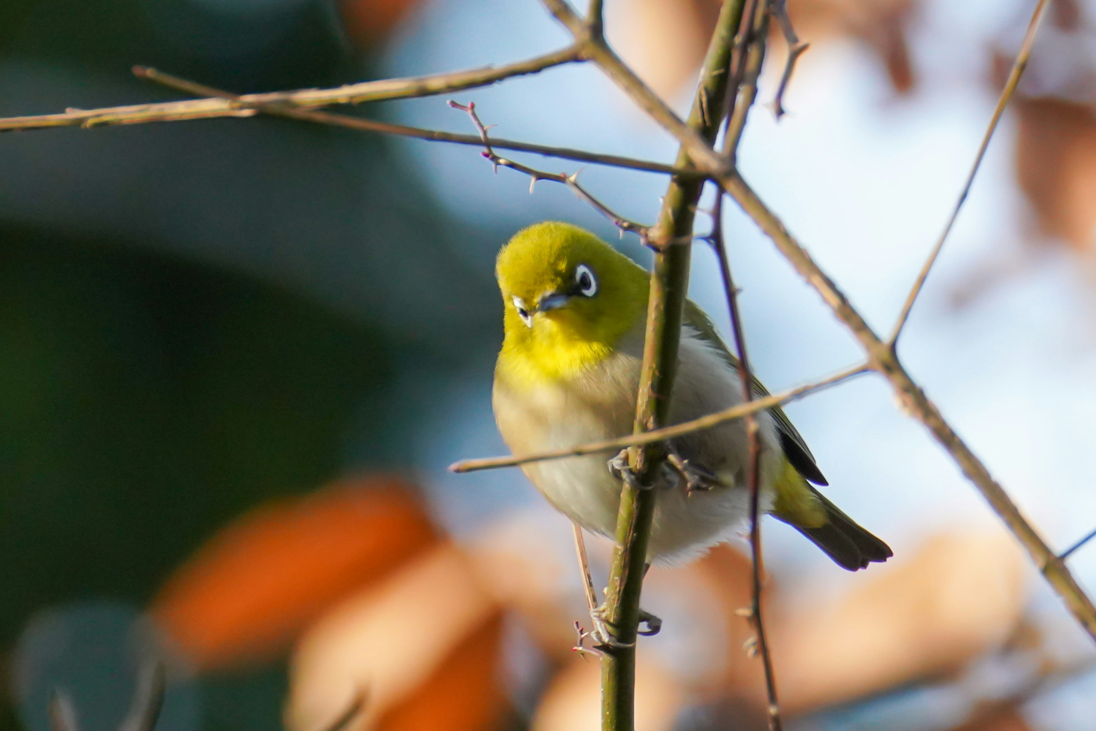 Nahaufnahme eines gelben Vogels, der auf einem Zweig sitzt